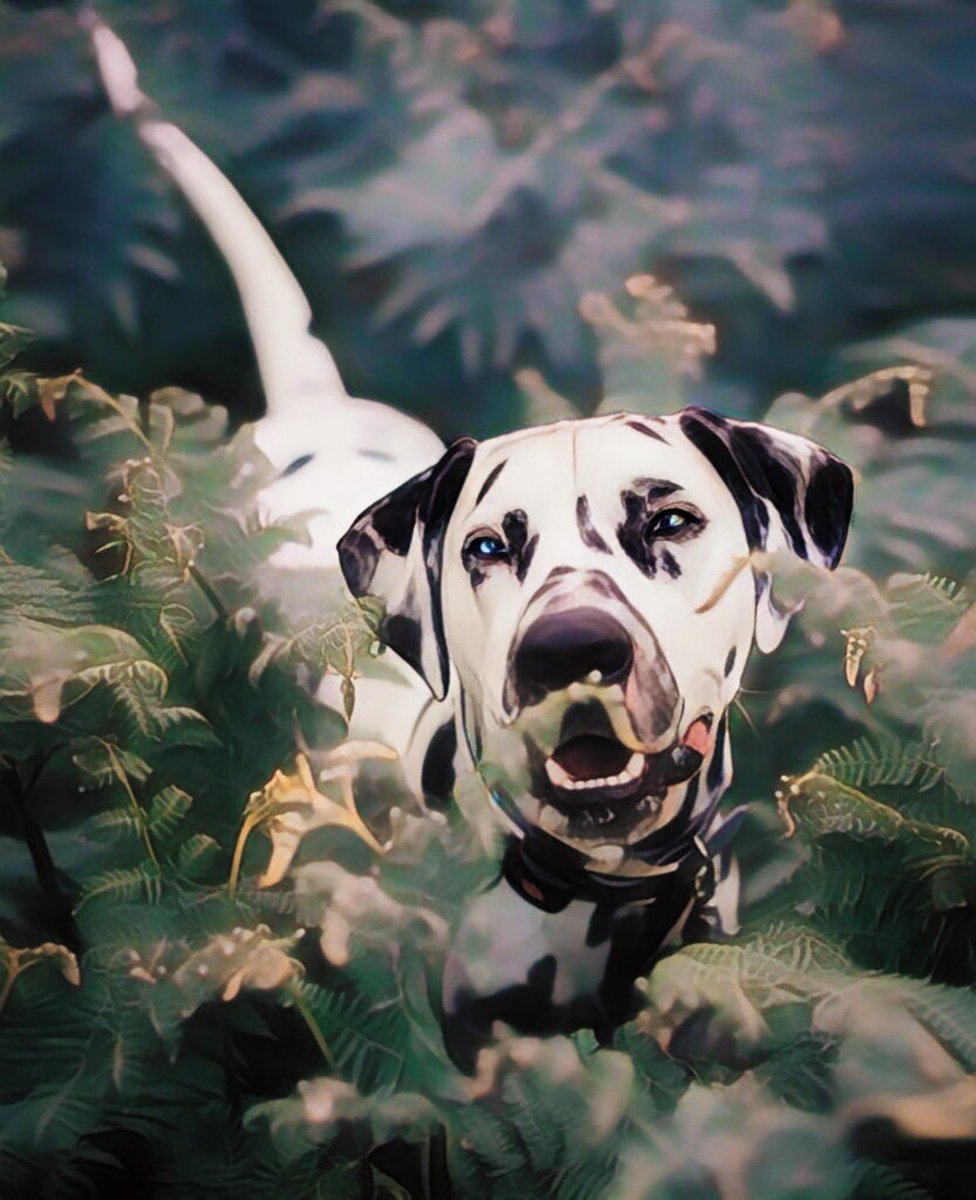 Loki The Dalmatian tweet media