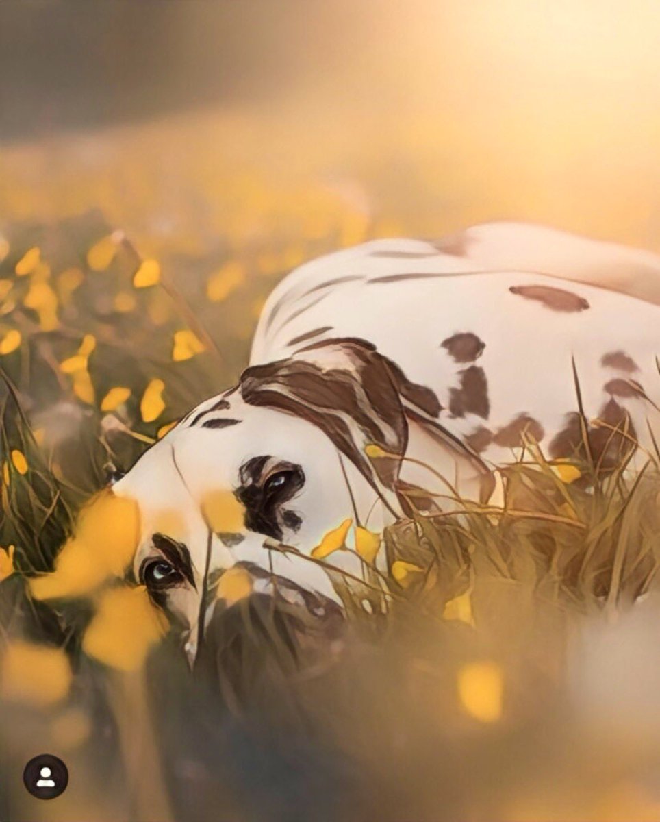 Loki The Dalmatian tweet media