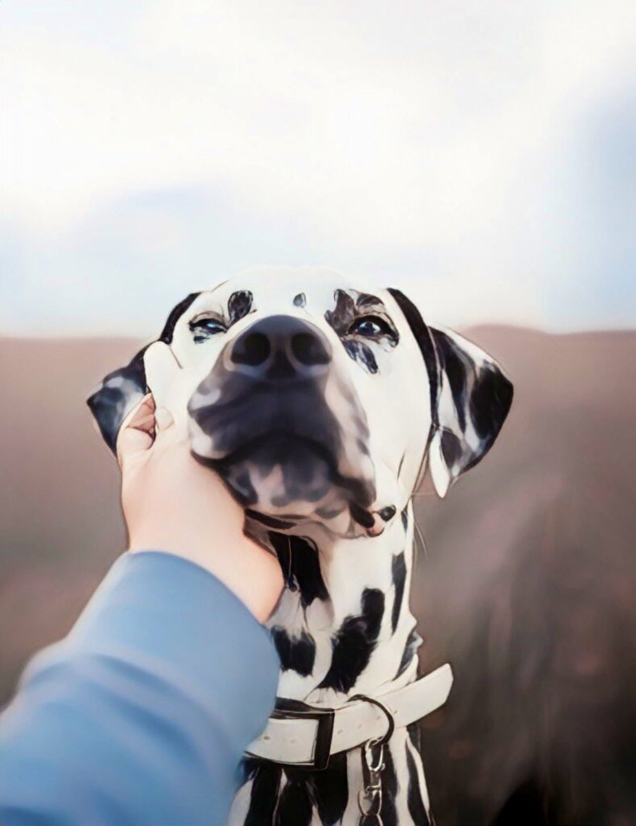 Loki The Dalmatian tweet media