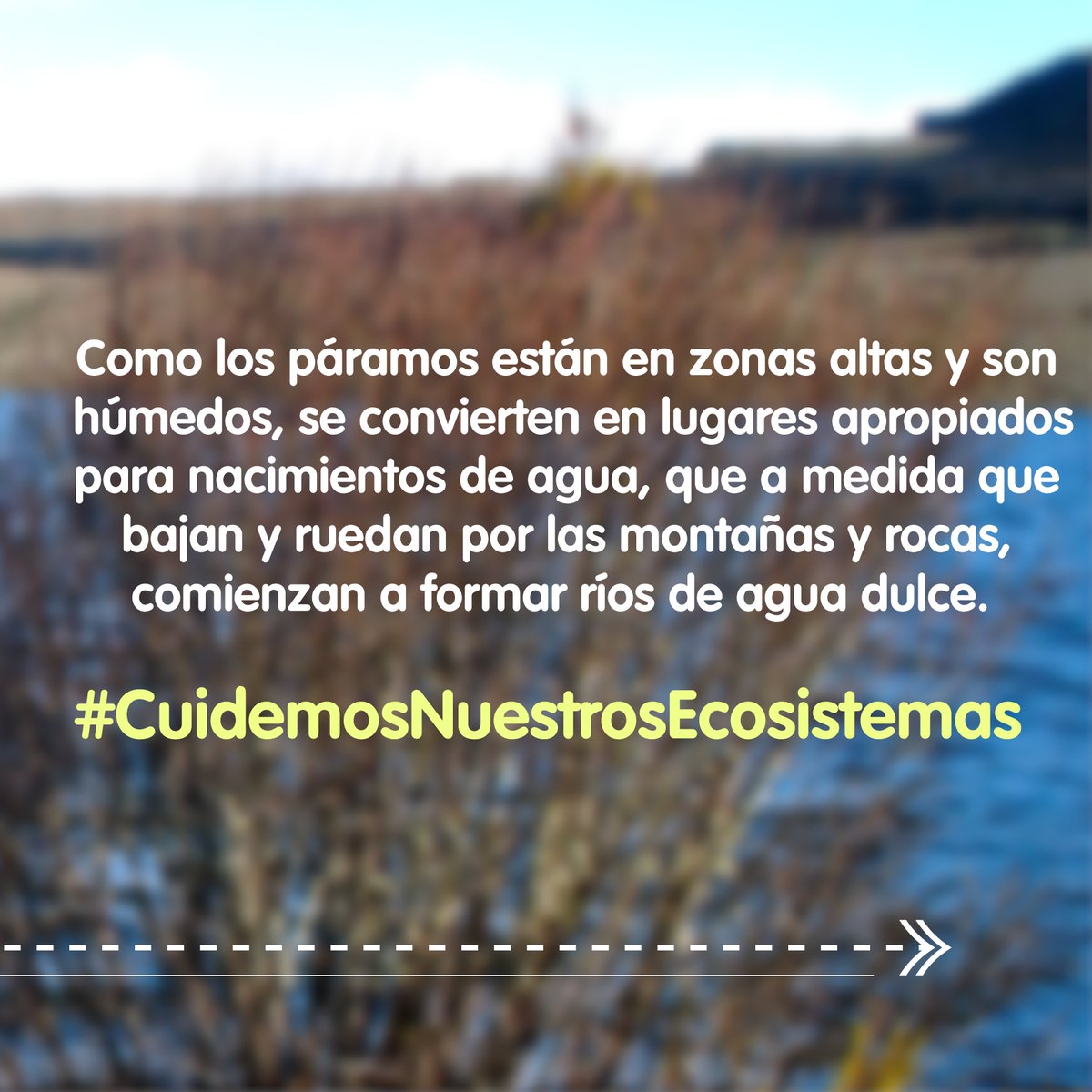 TicsaGrupoEPM's tweet photo. Conoce un poco más acerca de los páramos y lo importante que es preservarlos. #Páramos #Colombia #TicsaGrupoEPM #Ecosistemas #CuidemosNuestrosEcosistemas https://t.co/lPAMrhjadk