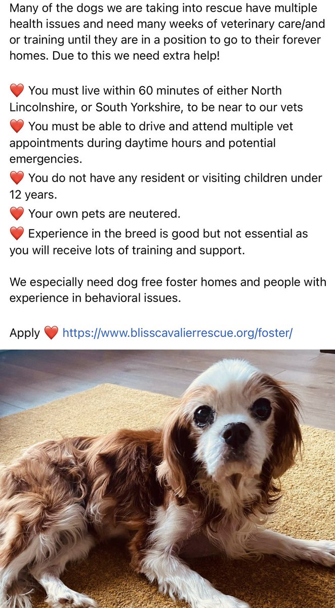 We are looking for fosterers to join our team, info below ⬇️

blisscavalierrescue.org/foster/