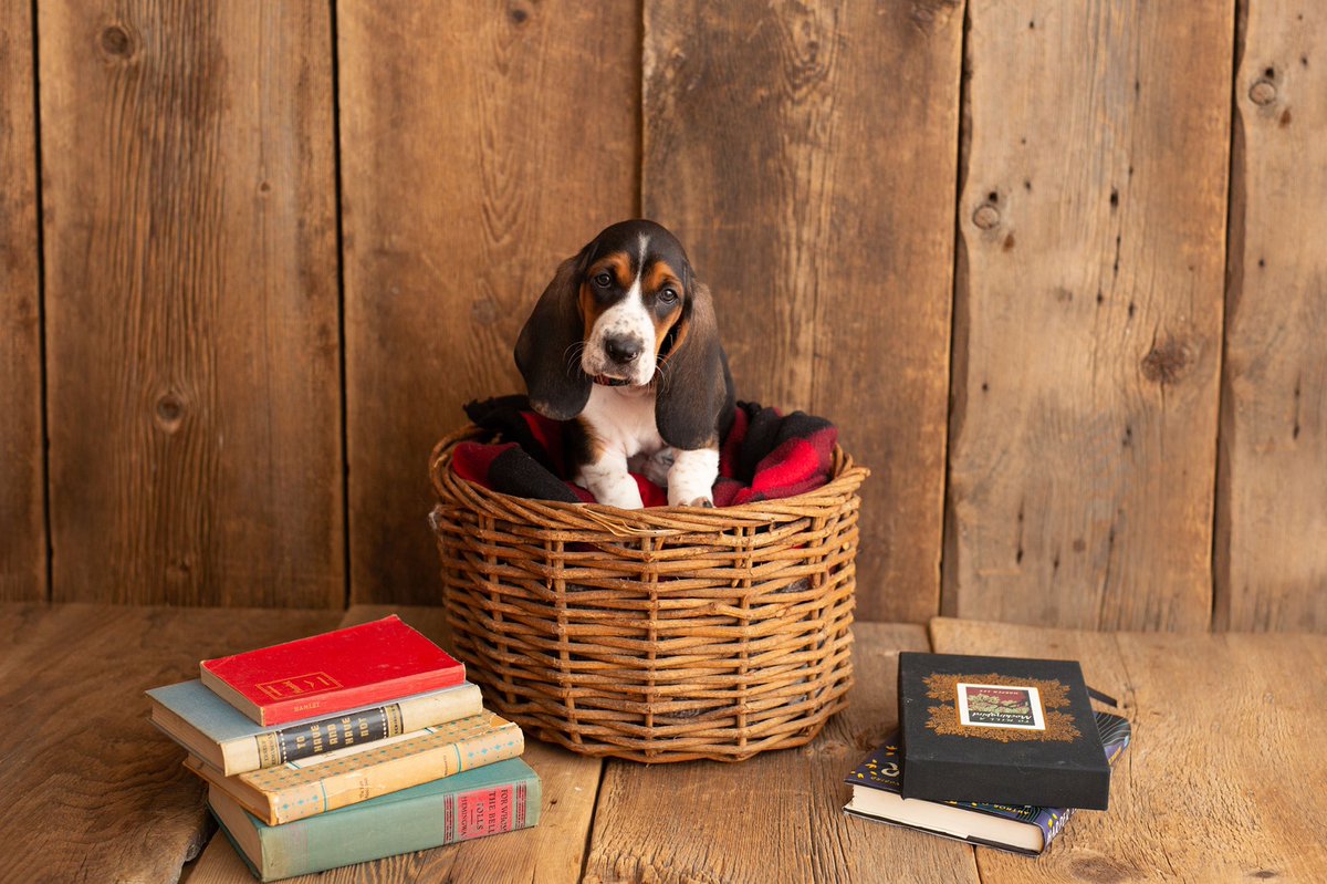 #WaybackWednesday to all the sass in my first Photoshoot featuring vintage #Hemingway #books 

#puppyphotoshoot