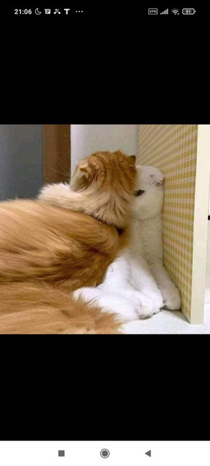 When you try to please a stubborn woman https://t.co/QDgDCx2tjU<a href="/tag/pokemonday"class="tags"><span>#pokemonday</span></a>