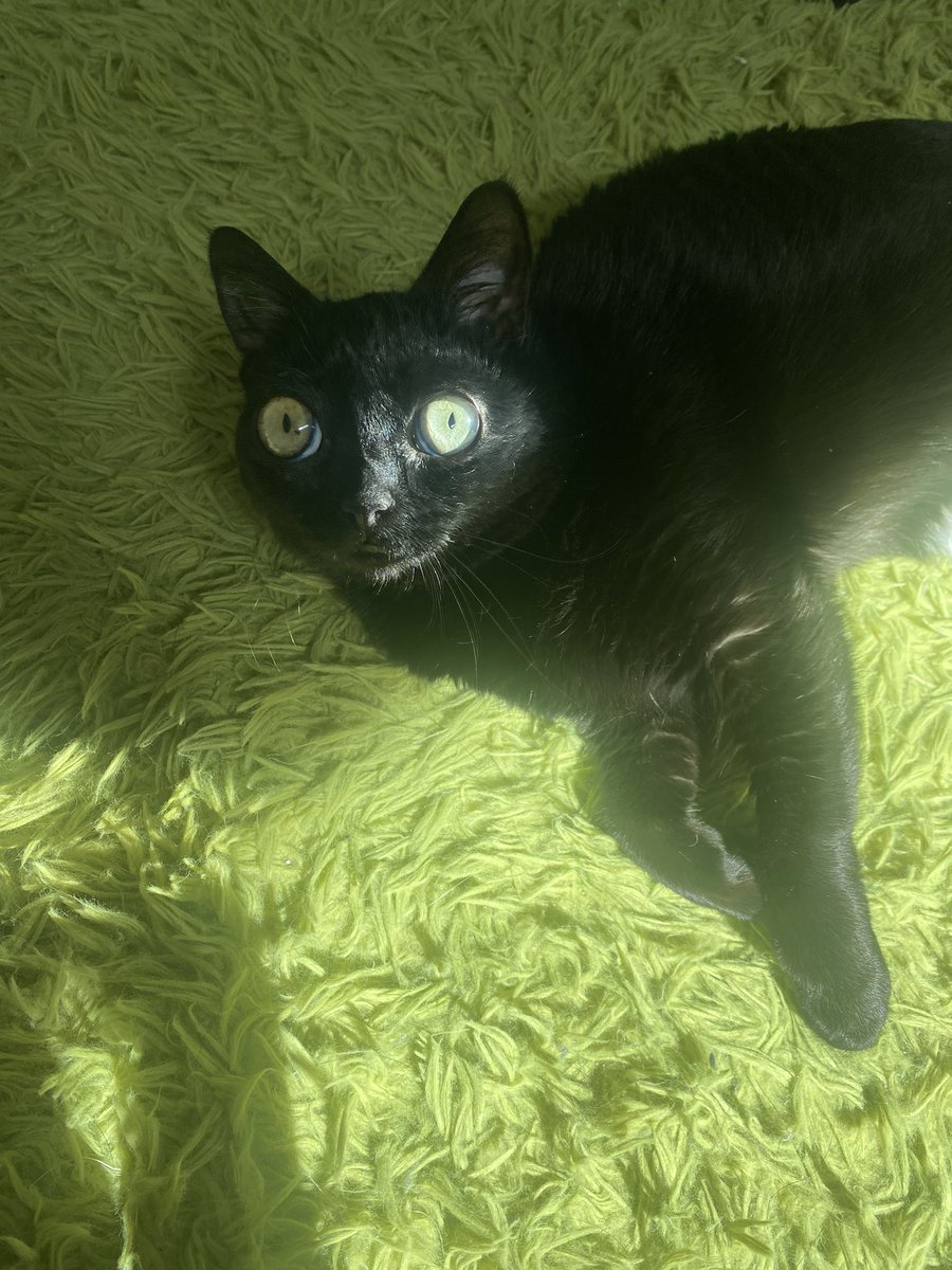 bigfootjinx's tweet photo. modeling is her passion 💅🏻 https://t.co/dXNnbq9jCk