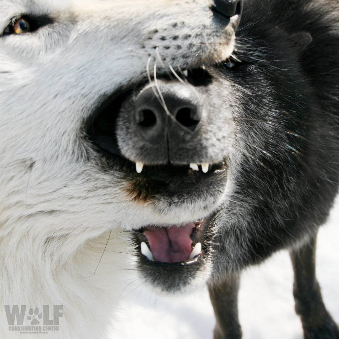 nywolforg's tweet image. 🐺 CAPTION THIS! 🐺