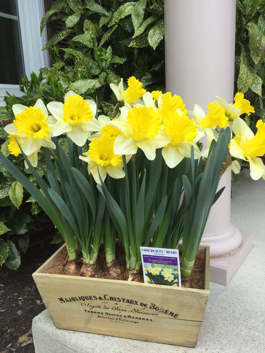 BellNursery's tweet photo. Cool Beauty Bulbs in our decorative boxes are stylish, beautiful, easy &amp; fun to watch grow! These hardy bulbs can be grown indoors or out &amp; add a shot of stunning color &amp; fragrance! They are in stores now, go grab your Cool Beauty Bulbs today! @brettguthrie8 @brianfrombell https://t.co/pED16H1d8j