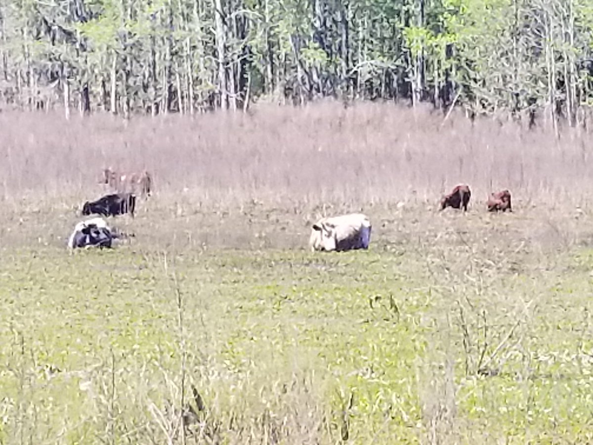 ufpjhansen's tweet photo. Florida Cracker cows enjoying the water today at @PrairiePaynes #FloridaCrackerCow #wildflorida #floridaexplored https://t.co/y7JceFv2PT