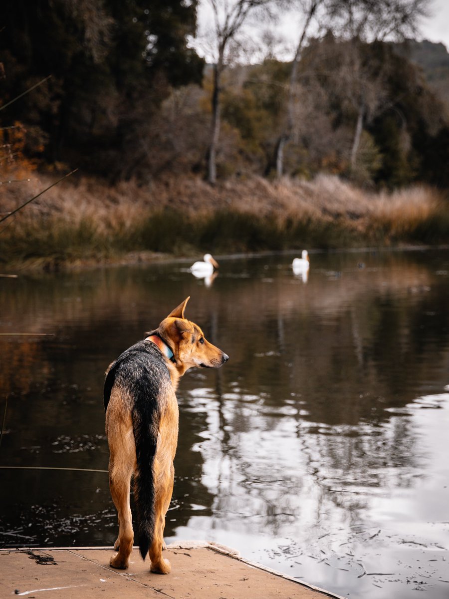 Two birds one dog #twitterdogcomunity #dogs #dogsoftwitter #animals