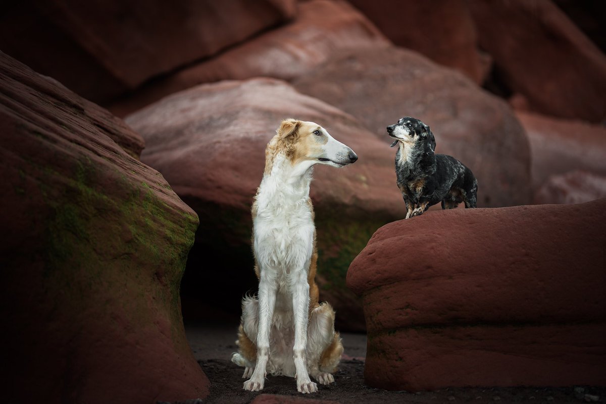 Dazzle_everything tweet media