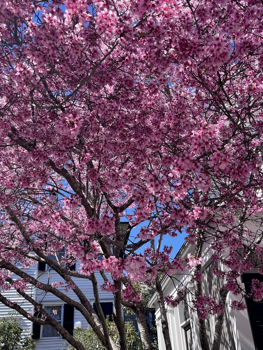 cyndemwalton's tweet image. Closer and closer 
#charleston #StMichaelsAlley #pinktree #photography