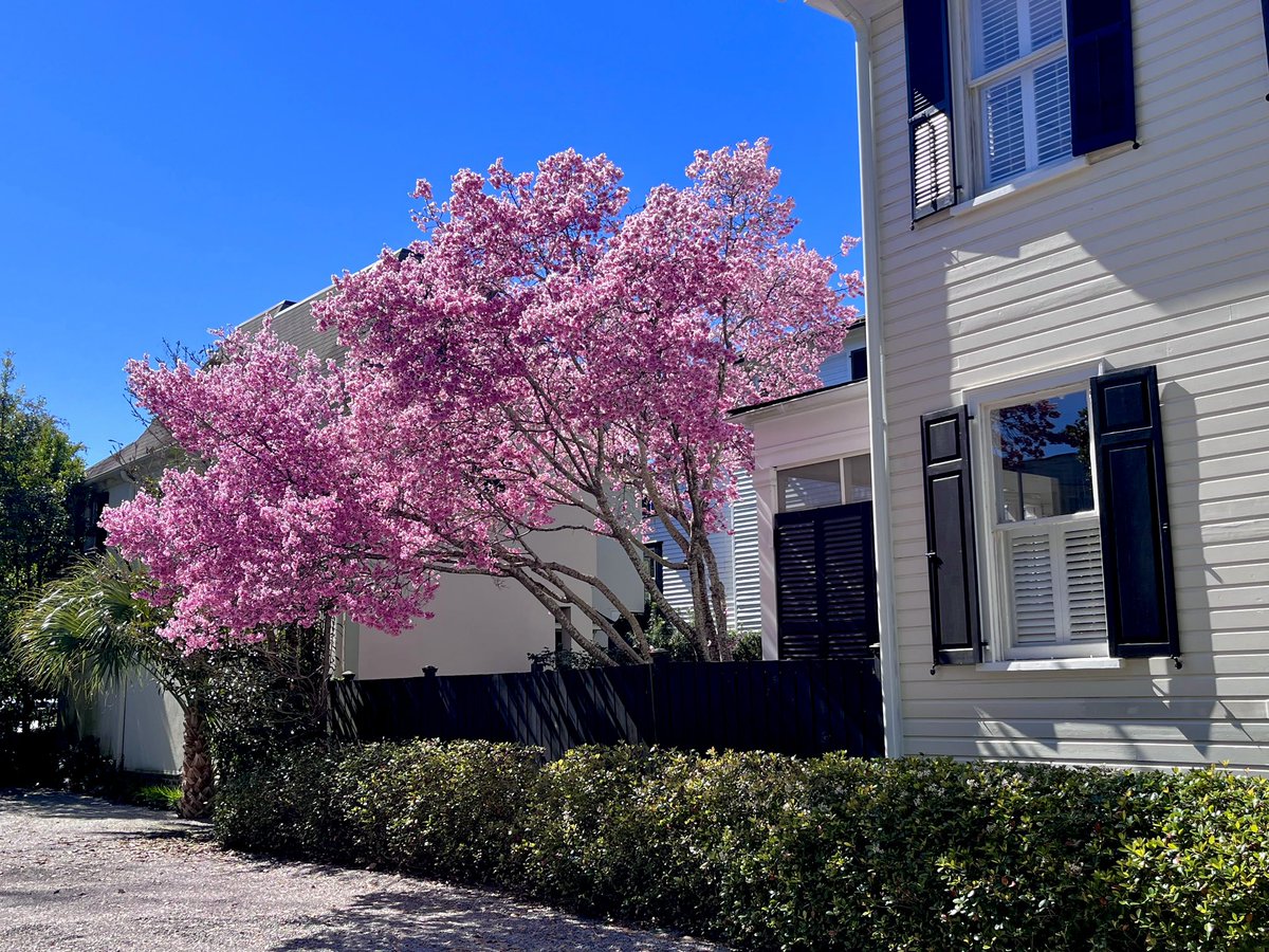 cyndemwalton's tweet image. Closer and closer 
#charleston #StMichaelsAlley #pinktree #photography