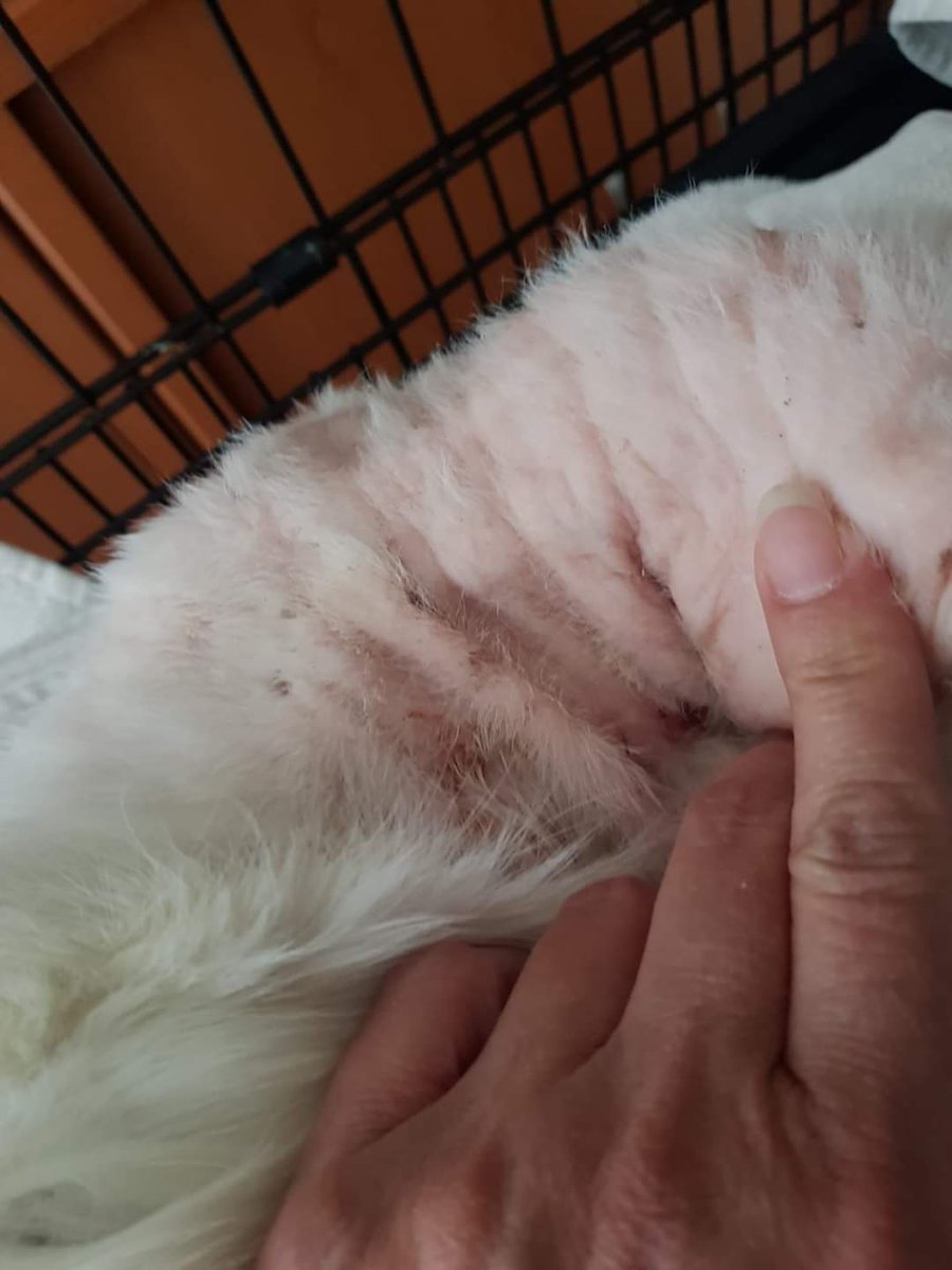 A un gatito muy bonito le está saliendo pelito 😍😍
Mimoso va muy bien con sus heridas, va saliendo poco a poco, después de estar varios días sangrando 😞
Vamos con todo Mimoso 😻😸
<a href="/LordGatus/">Lord Gatus</a>