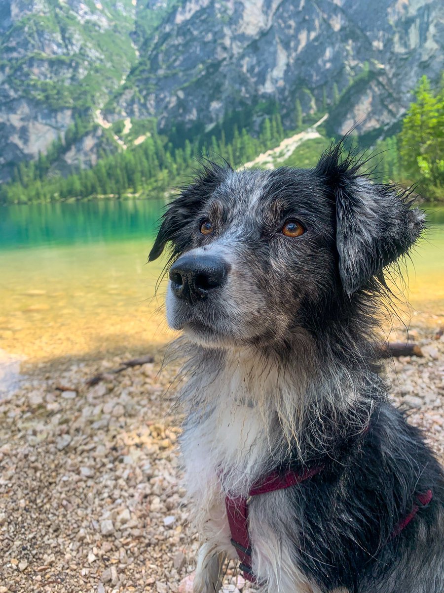 Cali_thesuperaussie tweet media