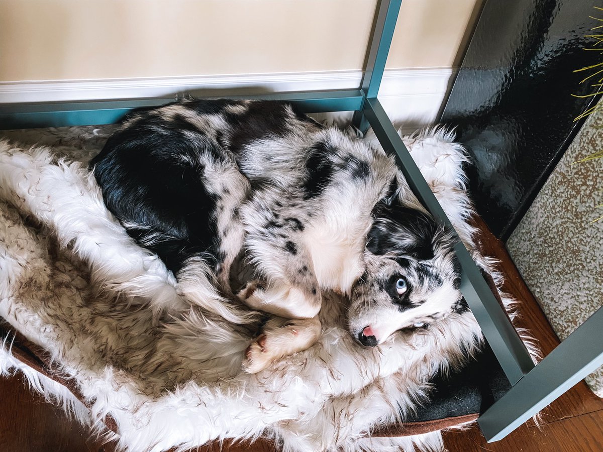 how can anyone expect me to get any work done with this face looking up at me 😩
#dogsoftwitter #woof #australianshepherd #coworking #WorkFromHome