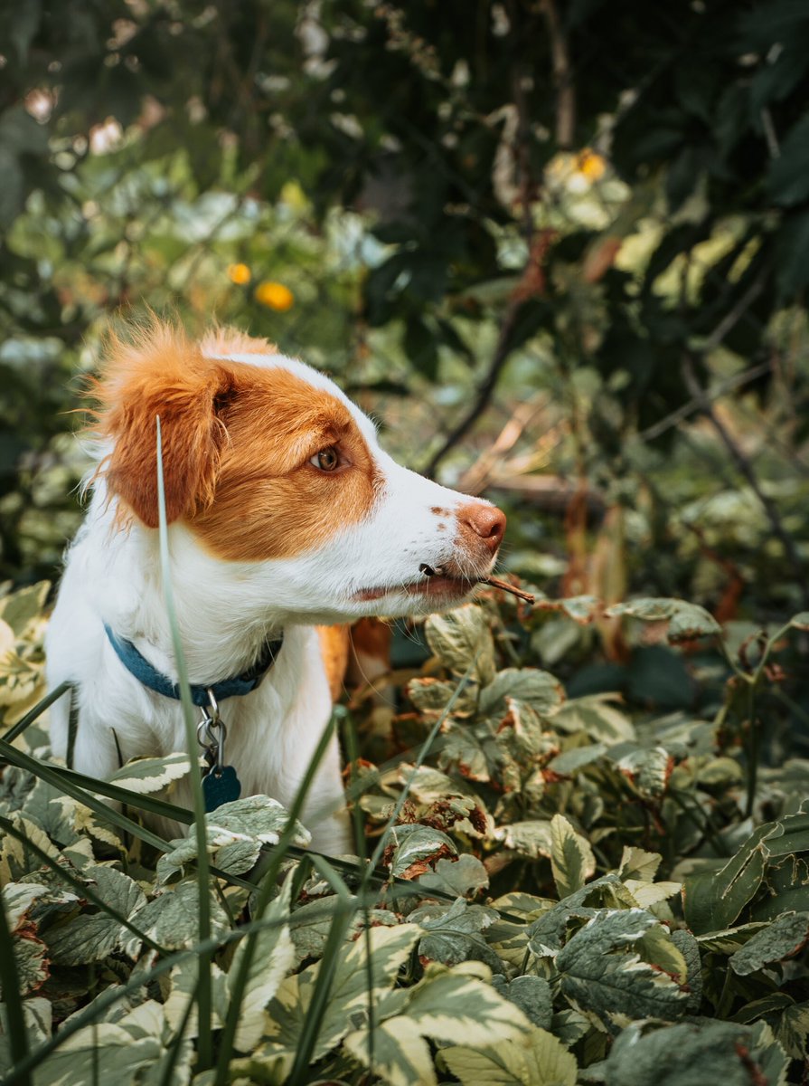 Always gotta be carrying a stick at all moments. Very important.
#twitterdogcommunity #dogsoftwitter