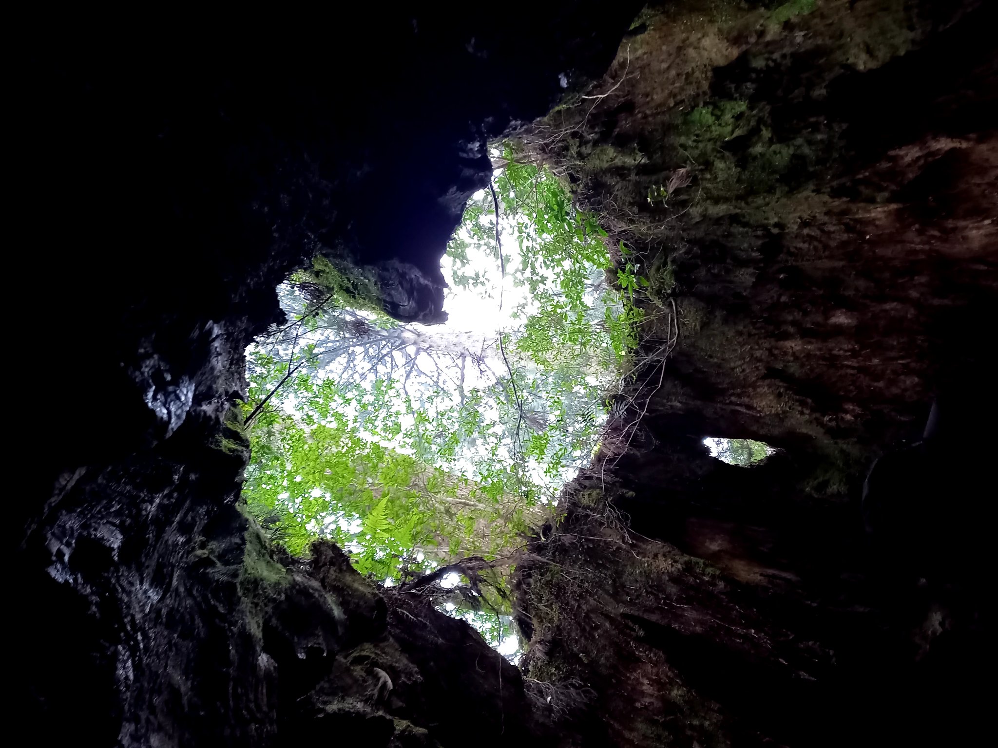 それゆけ 松田 自然現象とは なんて素晴らしいものなのだろうか 屋久島 世界遺産 ウィルソン株 T Co 7ngsz4vsb1 Twitter