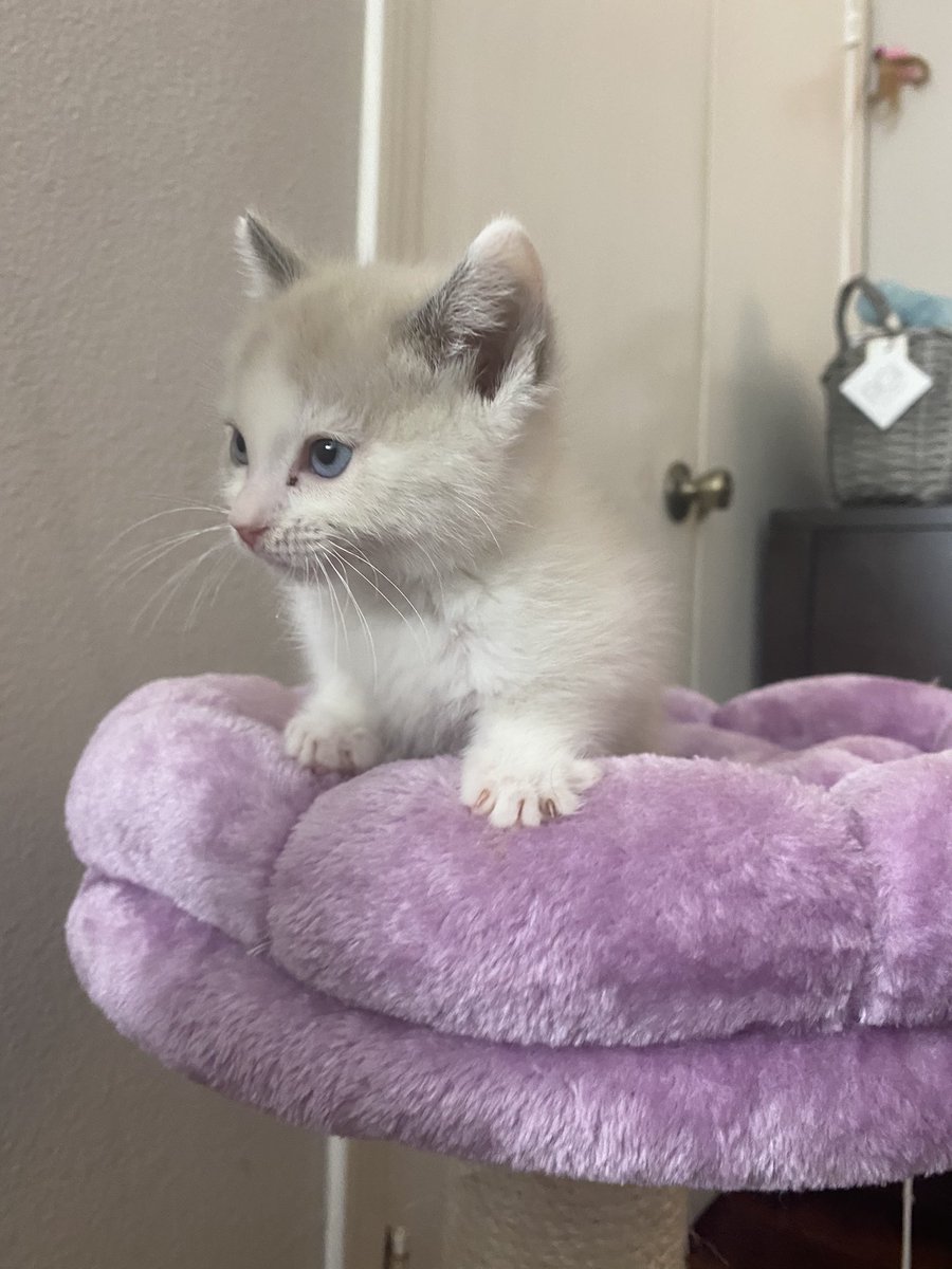 KatNamedBlue's tweet photo. Still figuring all these new hoomans out!! https://t.co/T5FDGarIp5