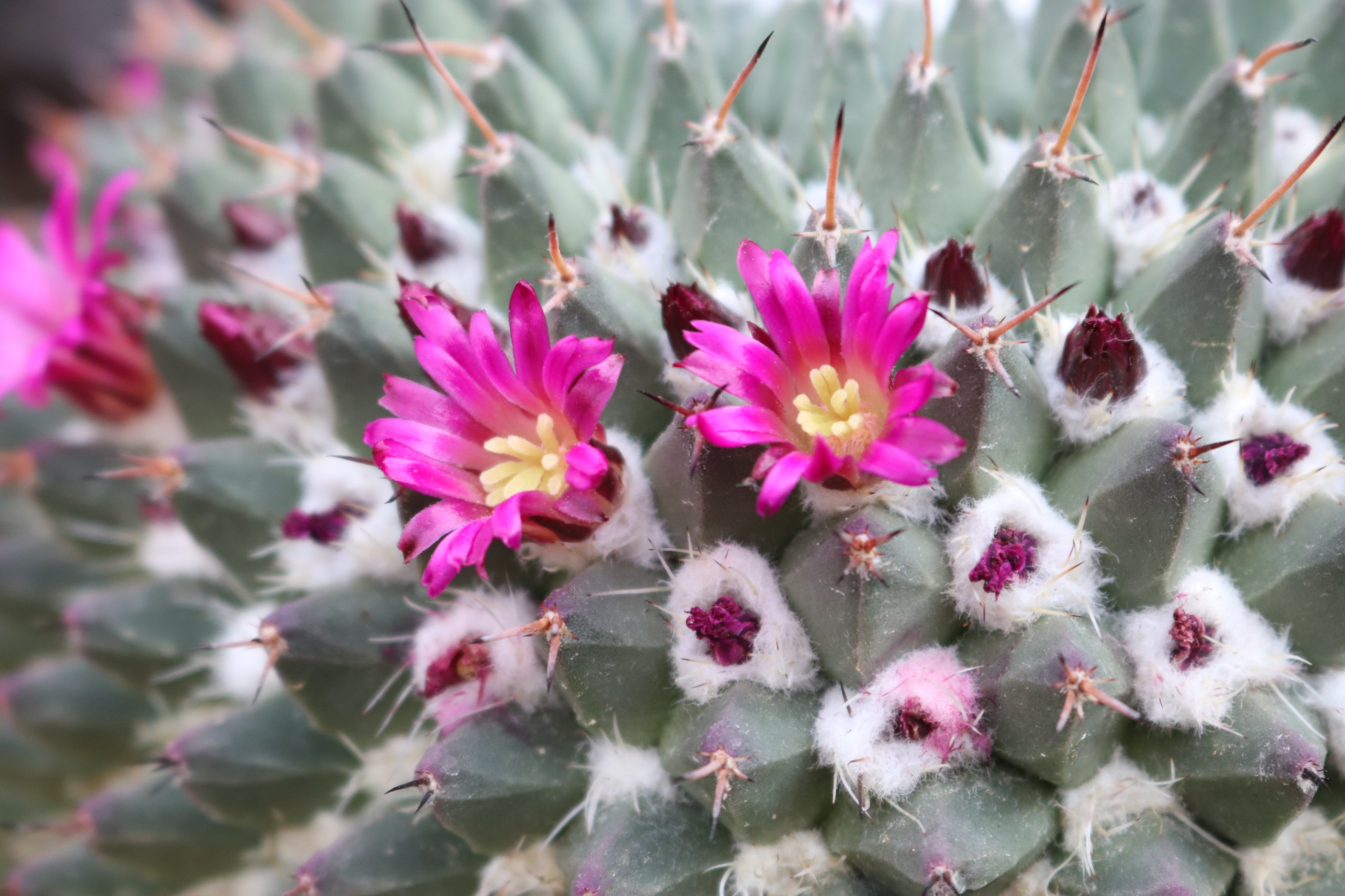 咲くやこの花館 乾燥 地植物室にてメキシコ原産の マミラリア ポリテレ が小さなお花を咲かせはじめています ピンク色のお花が可愛らしいですね 他にも 乾燥地植物室では サボテンのお花が続々と見頃を迎えています 是非ご覧ください 咲くや