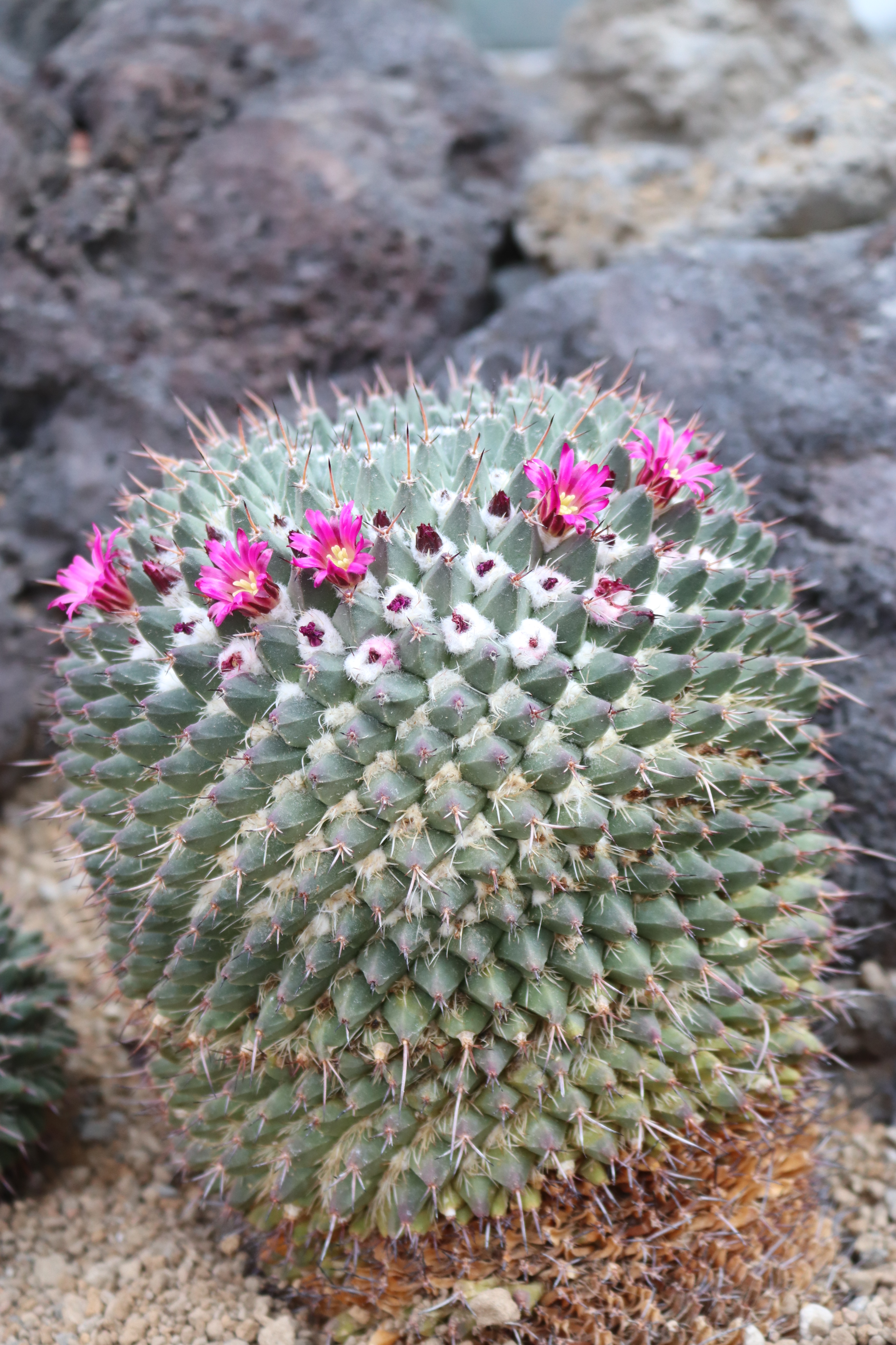 咲くやこの花館 乾燥 地植物室にてメキシコ原産の マミラリア ポリテレ が小さなお花を咲かせはじめています ピンク色のお花が可愛らしいですね 他にも 乾燥地植物室では サボテンのお花が続々と見頃を迎えています 是非ご覧ください 咲くや