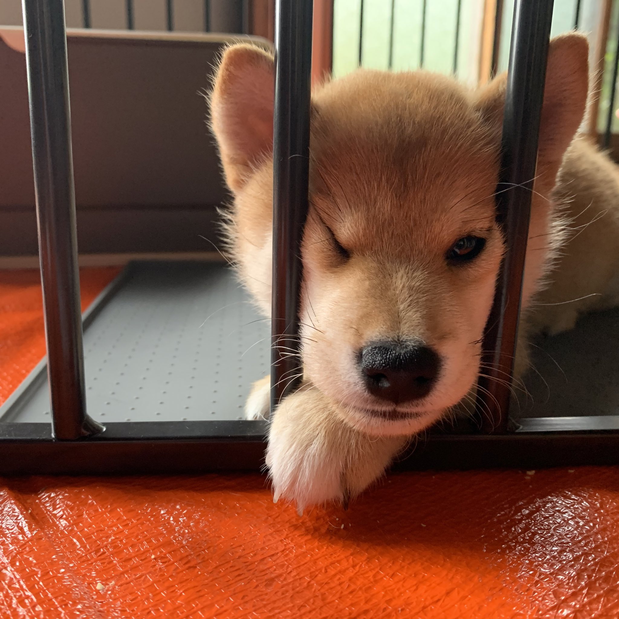 柴犬ミコシ Shiba Mikoshi Twitter