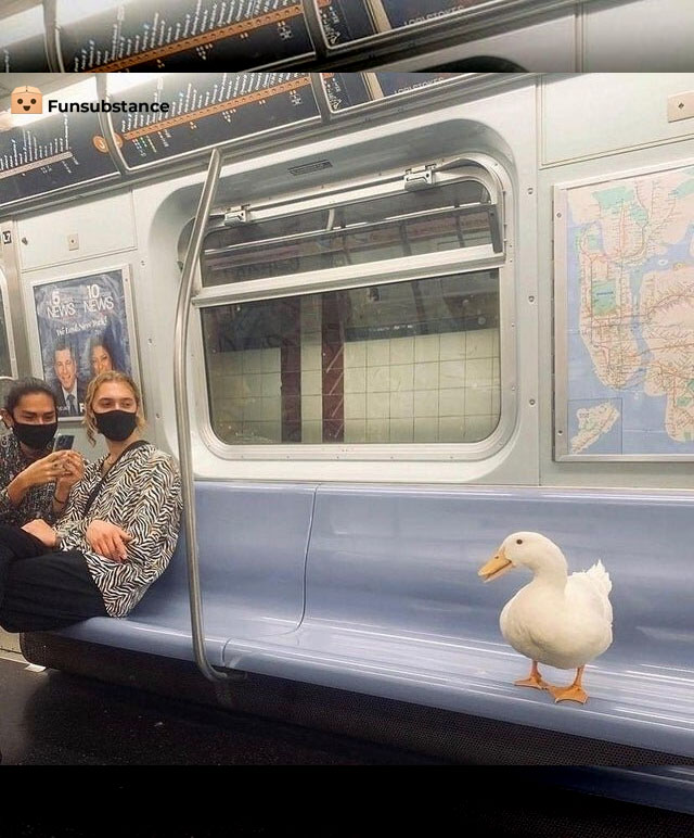 FunSubstance's tweet image. The Things You See on the Subway 🦆

funsubstance.com/fun/637796/the…

#FunSubstance #Fun2022 #Fun #FunSubstance2022 #FunnyMemes2022 #Subway #Duck #Animals #FunnyAnimals