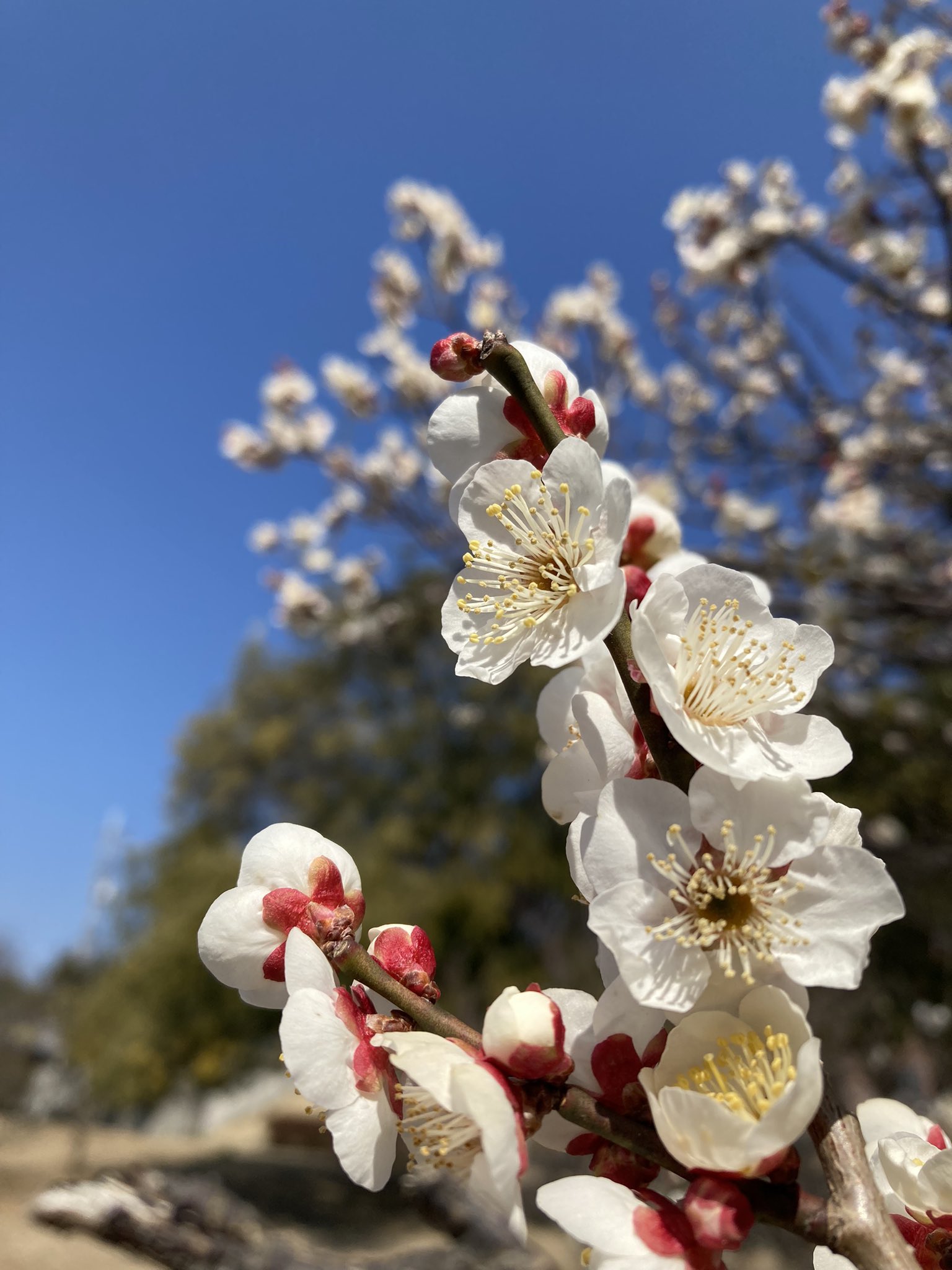 高槻2中9中芝谷校区の個別指導塾 L Support こんにちは 木曜です 今日の ホムサポ は 身近なサイエンス 本日は 梅の花 寒さ和らぐ今日このごろ 春の訪れを感じさせる梅 種子植物 被子植物 双子葉類 離弁花類 桜と一緒やね 今日も高槻