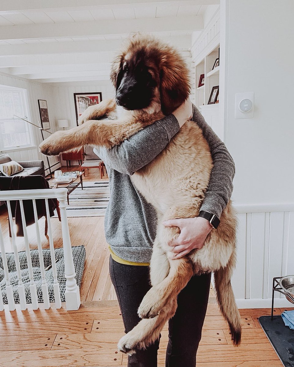 Dogs of MSP tweet media