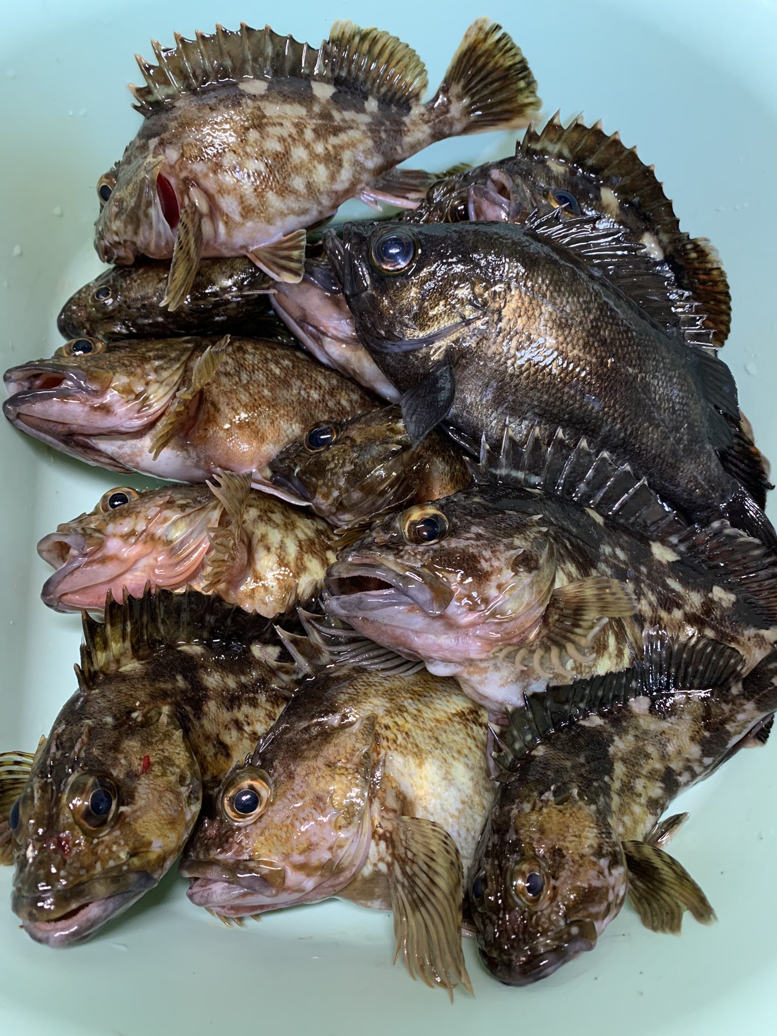 ちゃんだい まだ冬やけど 夜釣り魚釣れんやろか 釣れた 笑 リリースもよけしたし 針外れもよけあったしで 良型 時間の釣果 14匹 釣り 海釣り 夜釣り 波止釣り 堤防釣り フィッシング Fishing 釣り好き 釣り好きな人と繋がりたい