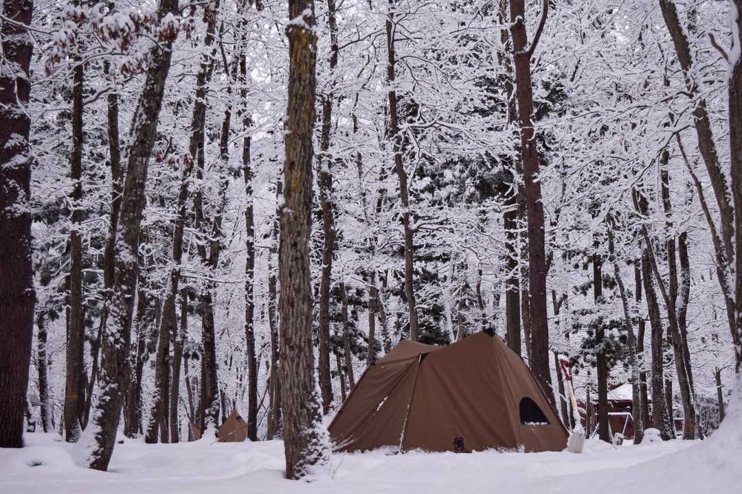 OneTigris tweet media