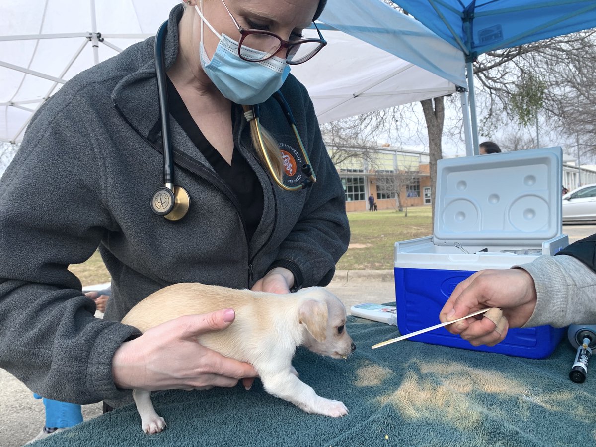 emancipet's tweet photo. When you amplify Emancipet NOW, you ensure dogs like Zoro, Zion, Egypt, Gyro & Jobe get the vaccinations they need to enjoy being a puppy! Your Amplify Austin gift today will be TRIPLED, up to $50K so don’t wait to give double the tail wags today! https://t.co/6pA0DAW2Ui
#ILHIGH https://t.co/JgcsI8gtz1