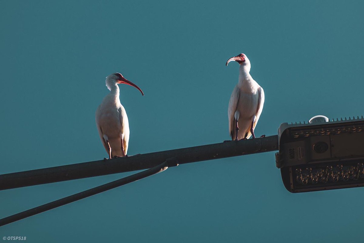 EmceeGraffiti's tweet photo. I like things.
📷 Canon M50
•
•
•
#canon #m50 #viltroxspeedbooster #doors #bluedoor #birds #ibis #sunset #bayvistapark #coquinakey #coquinakeypark #architecture https://t.co/RGv4it54B2