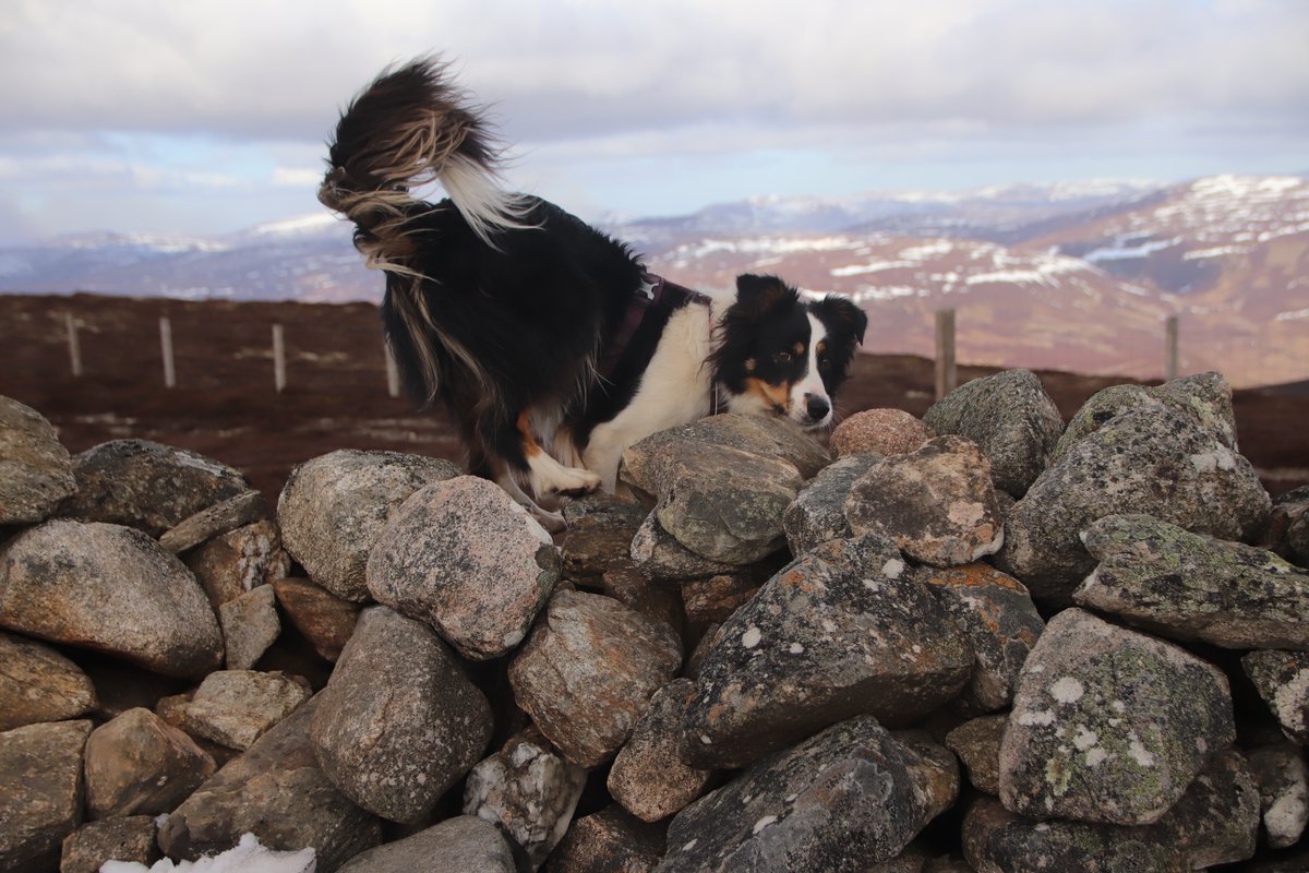 colliefullife's tweet photo. First Graham of 2022 - Geallaig Hill. Nice easy route for Moss to move up to having done well on the smaller hills so far, her spondylosis doesn't seem to be posing her any problems now it could be that it has fully bridged now!
#dogsoftwitter #bordercollies #hilldogs https://t.co/iAtGIb39WJ