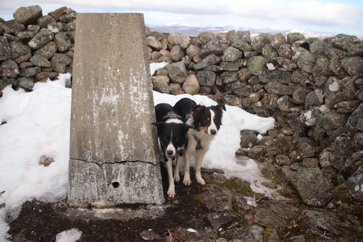 colliefullife's tweet photo. First Graham of 2022 - Geallaig Hill. Nice easy route for Moss to move up to having done well on the smaller hills so far, her spondylosis doesn't seem to be posing her any problems now it could be that it has fully bridged now!
#dogsoftwitter #bordercollies #hilldogs https://t.co/iAtGIb39WJ