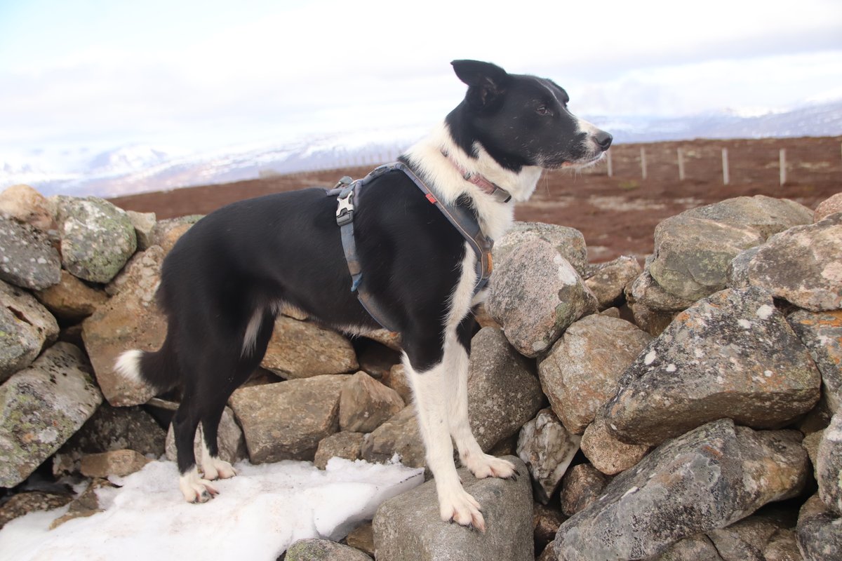 colliefullife's tweet photo. First Graham of 2022 - Geallaig Hill. Nice easy route for Moss to move up to having done well on the smaller hills so far, her spondylosis doesn't seem to be posing her any problems now it could be that it has fully bridged now!
#dogsoftwitter #bordercollies #hilldogs https://t.co/iAtGIb39WJ