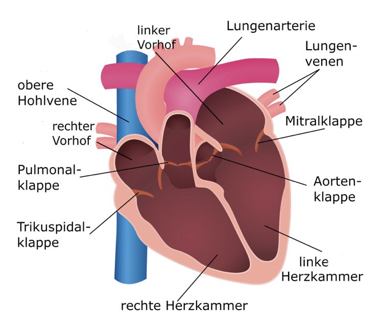 Es ist „Woche der Herzklappen“! 

Auf meineherzklappe.at erfahren Sie alles über Symptome und Früherkennung sowie Therapieoptionen und Anlaufstellen.

Der Verein „Meine Herzklappe“ bringt PatientInnen, ÄrztInnen und Angehörige zusammen. 

Gemeinsam für gesunde Herzklappen ❤️