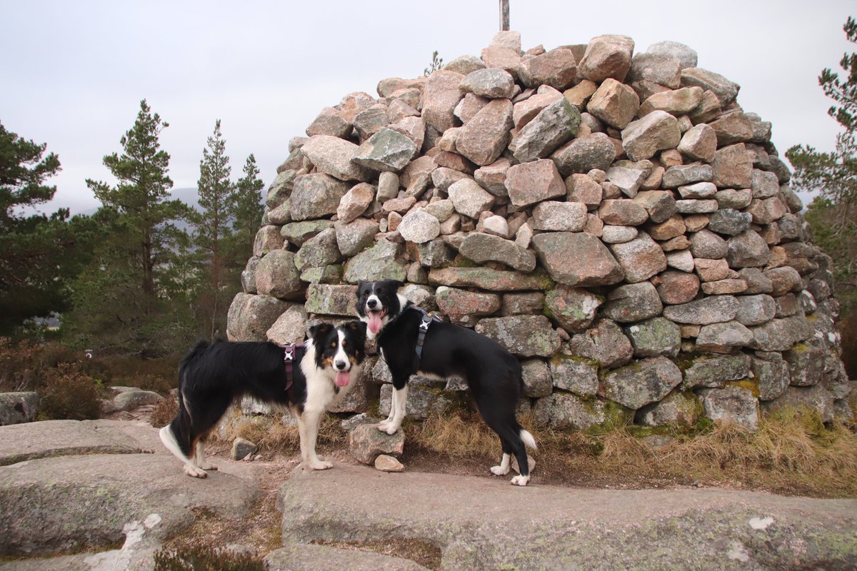 colliefullife's tweet photo. Headed off to do a second hill after Geallaig, Craigendarroch at Ballater. Smaller but steeper and a bit more work needed!
#dogsoftwitter #bordercollies #hilldogs #Ballater https://t.co/nUT7X6fu34