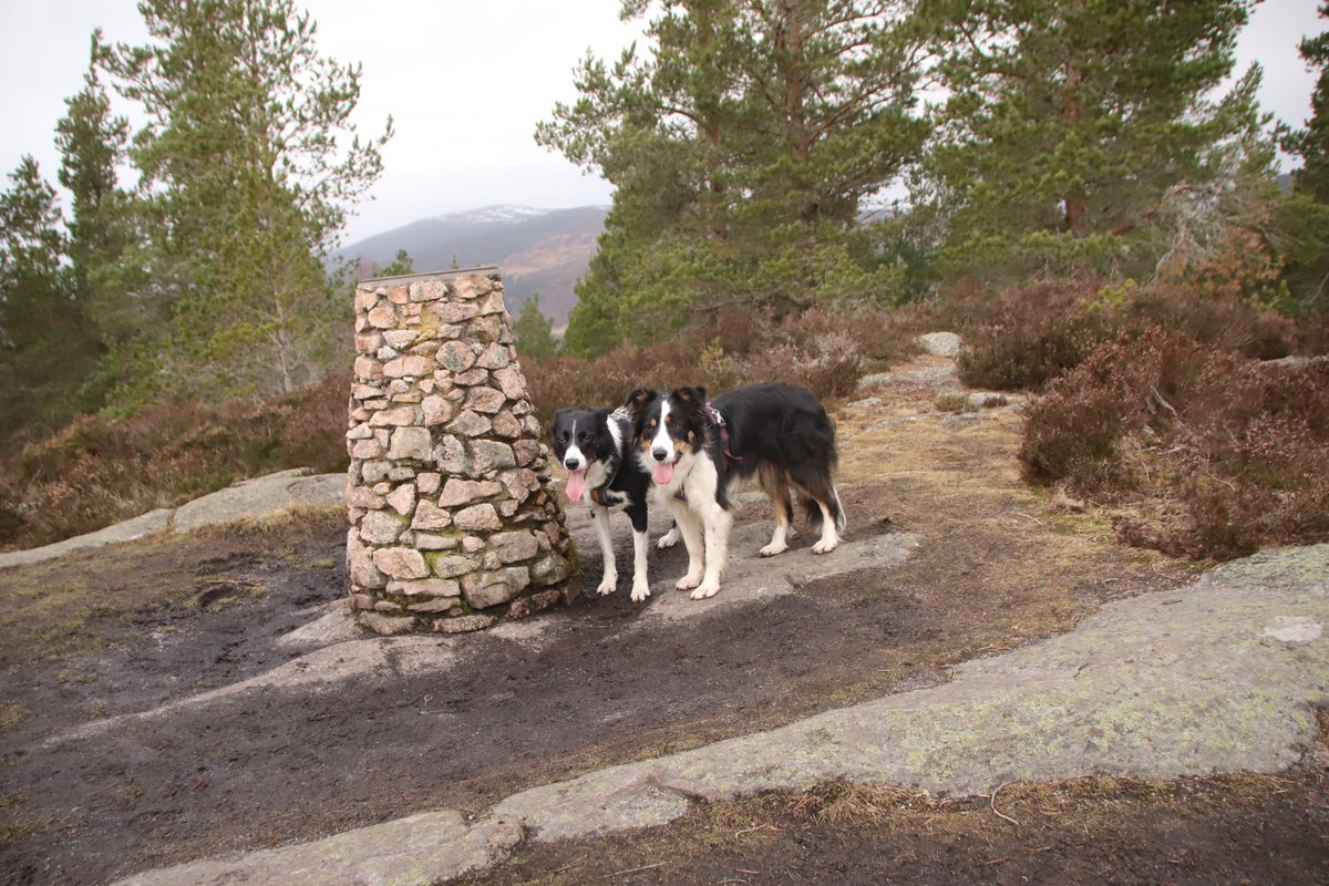 colliefullife's tweet photo. Headed off to do a second hill after Geallaig, Craigendarroch at Ballater. Smaller but steeper and a bit more work needed!
#dogsoftwitter #bordercollies #hilldogs #Ballater https://t.co/nUT7X6fu34