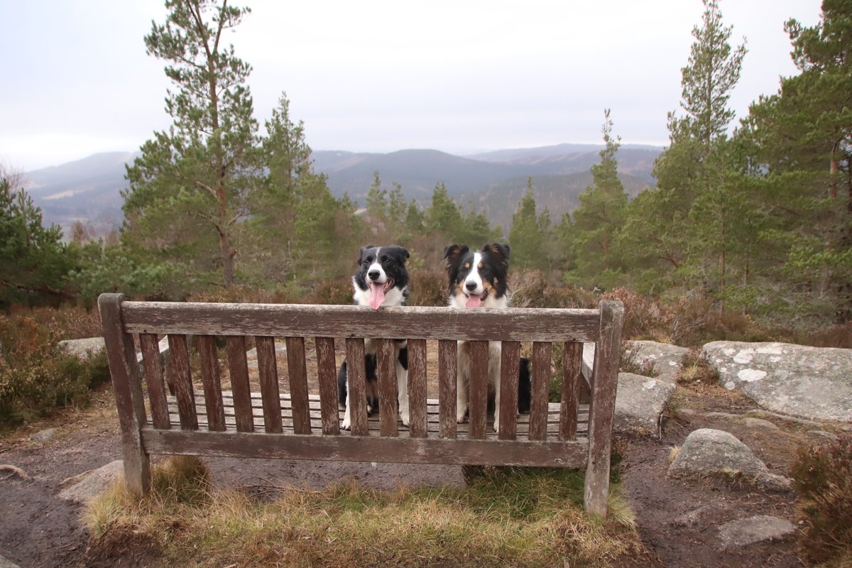 colliefullife's tweet photo. Headed off to do a second hill after Geallaig, Craigendarroch at Ballater. Smaller but steeper and a bit more work needed!
#dogsoftwitter #bordercollies #hilldogs #Ballater https://t.co/nUT7X6fu34