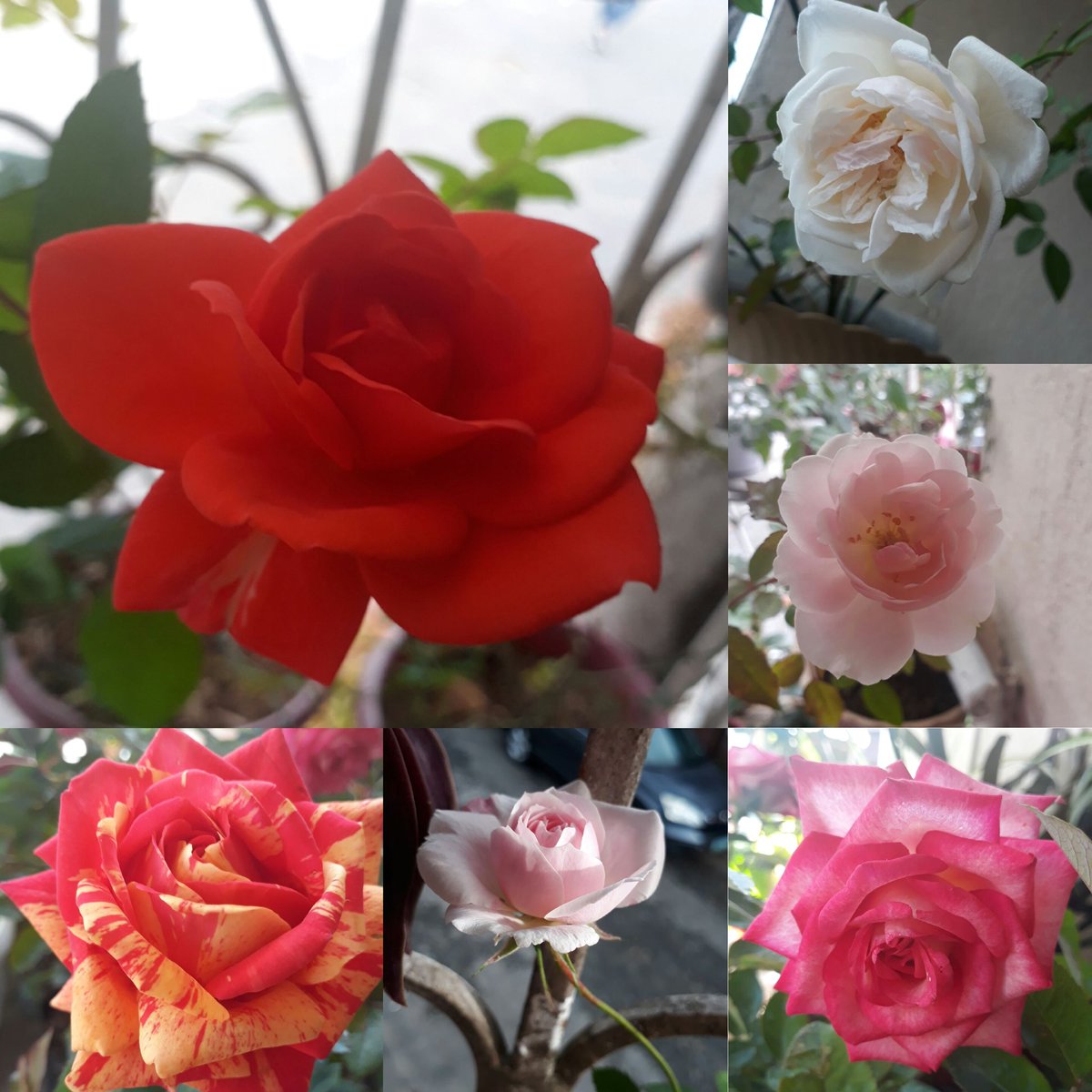 Swane47688833's tweet photo. Beauties on Thursday🌹🌹🌹🌺🌺🌺
Good morning everyone!!!

#flowersphotography #RosesBeauty
#HibiscusBeauty #MyEyeTheraphy
#StressReliever #StunnerInMyGarden
#RosesCollection #HibiscusCollection
#MyGardenOfFlowers #Plantita #FlowerLover https://t.co/L5VidTSwh2