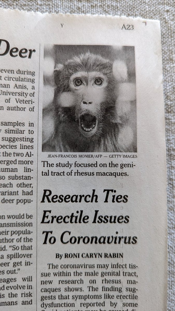 davelevora's tweet photo. Does this monkey remind you of anyone? #whammo https://t.co/wRbE1fG3Xi