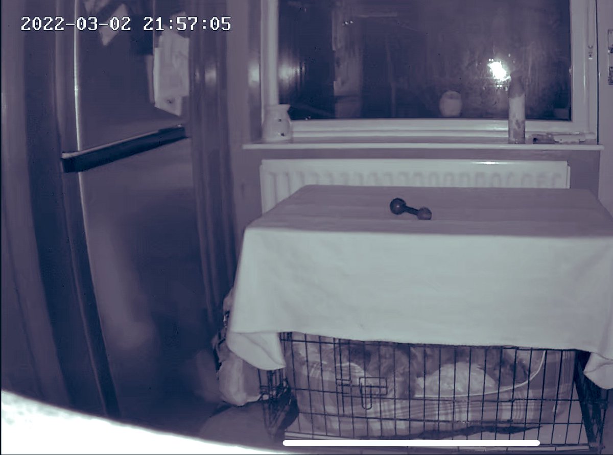 CraigyCorny's tweet photo. All is quiet with the hound. Not a peep out of her when she goes to kip now. When I’m away #pipercam may become redundant. I can check on the boy sneaking for stuff out the fridge I suppose. https://t.co/3BvhSDI3Ur