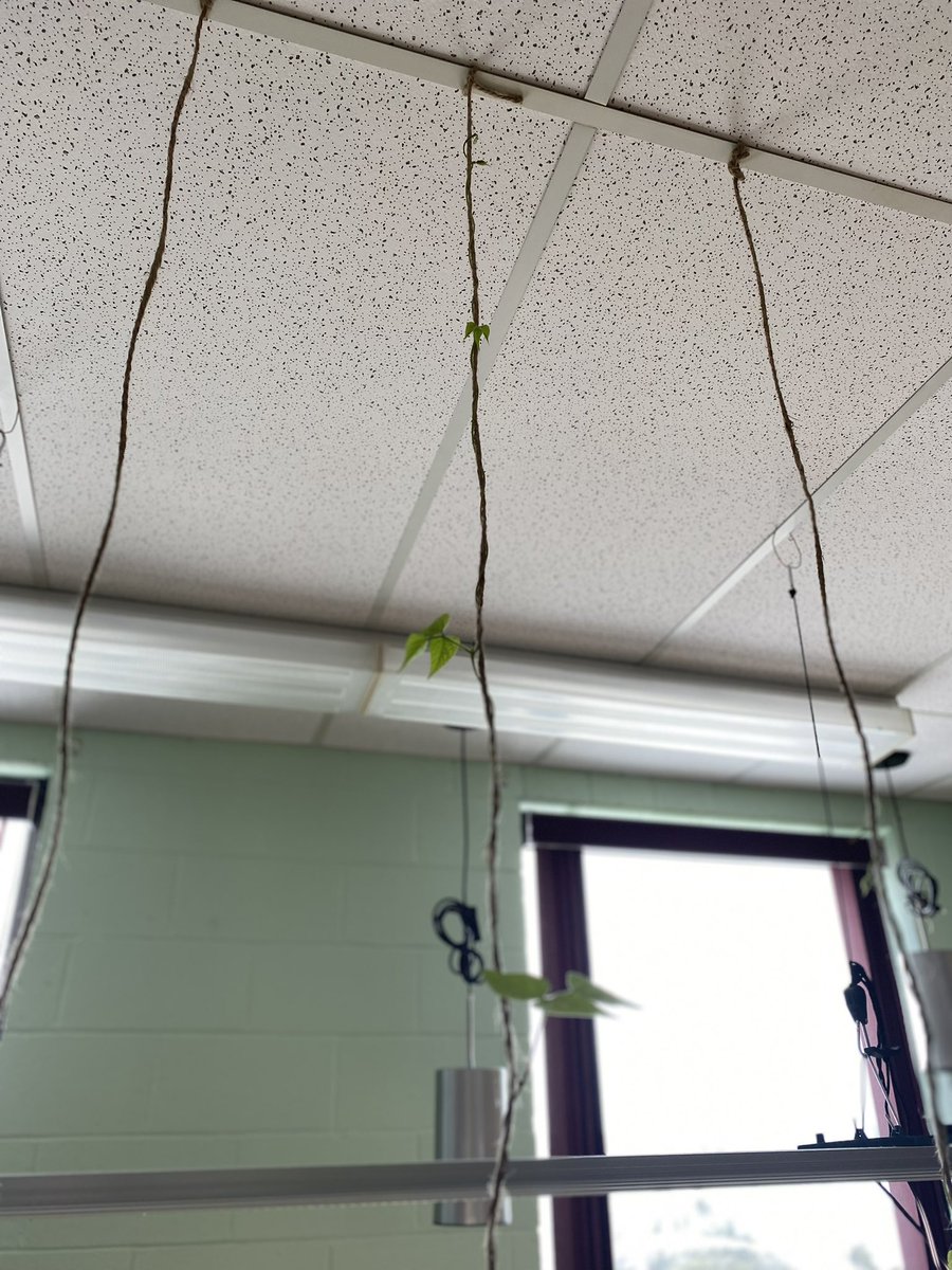 MsJacobs_NL's tweet photo. A return to the @littlegrnthumbs program is a great reason to reactivate my Twitter account! We transplanted our sprouts 2 weeks ago; now some of our bean plants are reaching for the ceiling! #GillMemorialAcademy #Littlegreenthumbs #indoorgardening #handsonlearning https://t.co/2O9v5xm8W2