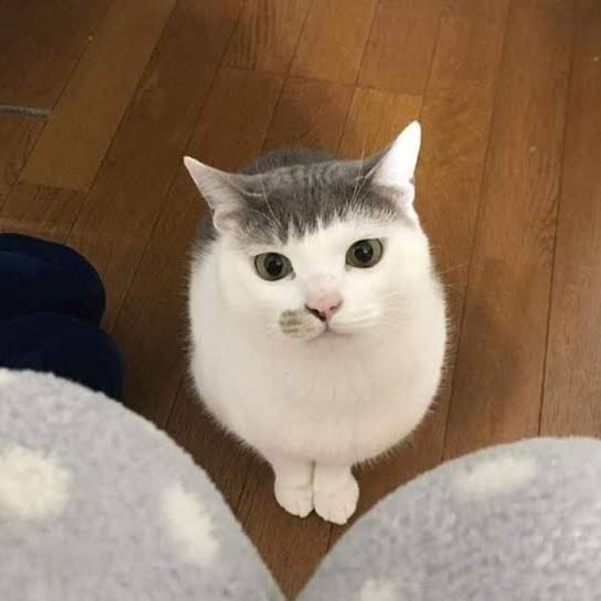 GorditoGatito2's tweet photo. yo cada vez que intento arreglarme el flequillo en casa https://t.co/UUuPbMwn6S