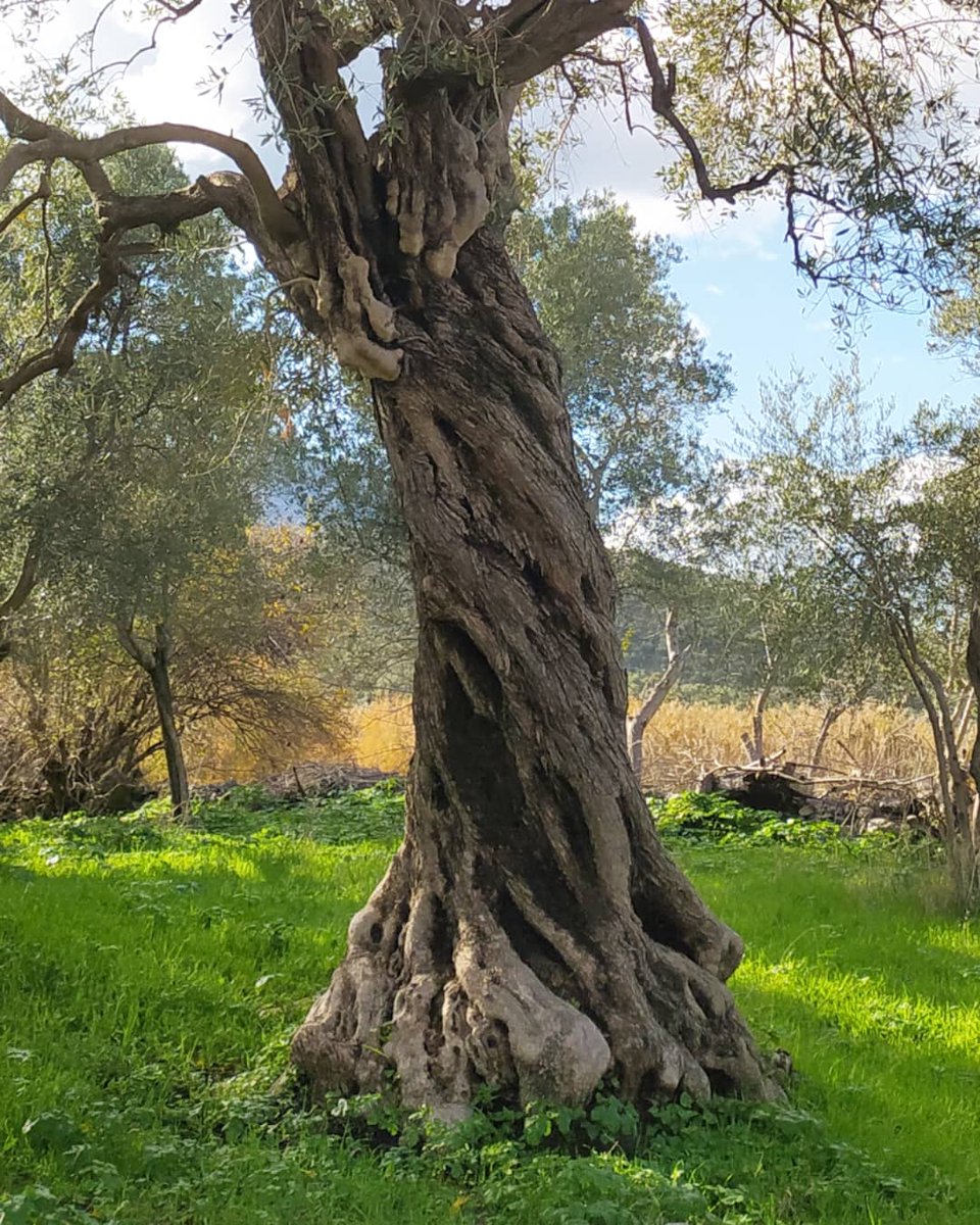 filizcarkoglu's tweet photo. #ZeytinimeDokunma zeytin mucizedir 🌿🌿🌿maden çıkarmak uğruna böyle bir katliam kabul edilemez.1000 yıllık, 2000 Yıllık ağaçlar dünya mirası,size ne yaptılar? https://t.co/BH5b4lP5bw