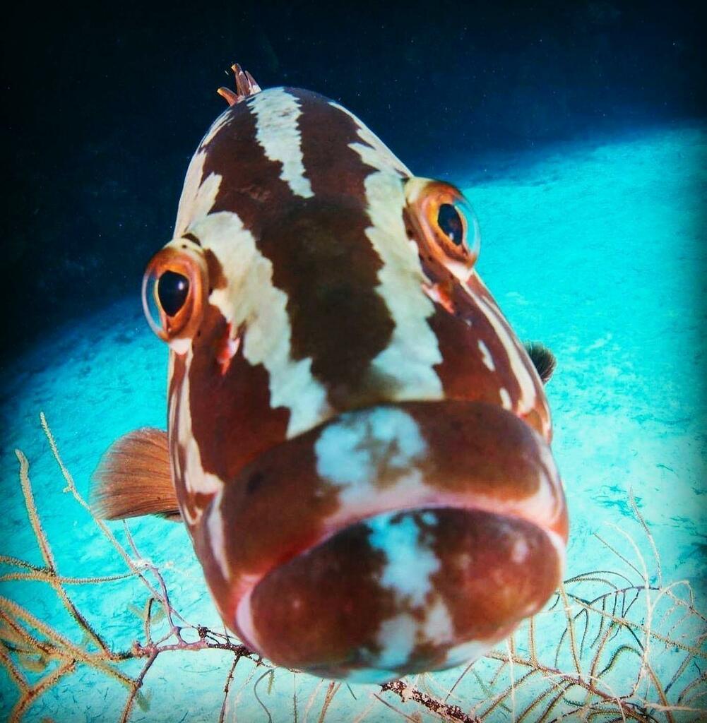 BigGameClub's tweet photo. Nassau Grouper Season is open!
#nassaugrouper #bahamasfishing #biminifishing #biminibiggameclub #grouperseason #grouperfishing https://t.co/oauMfPy3nZ https://t.co/SP0K4ZuA9e