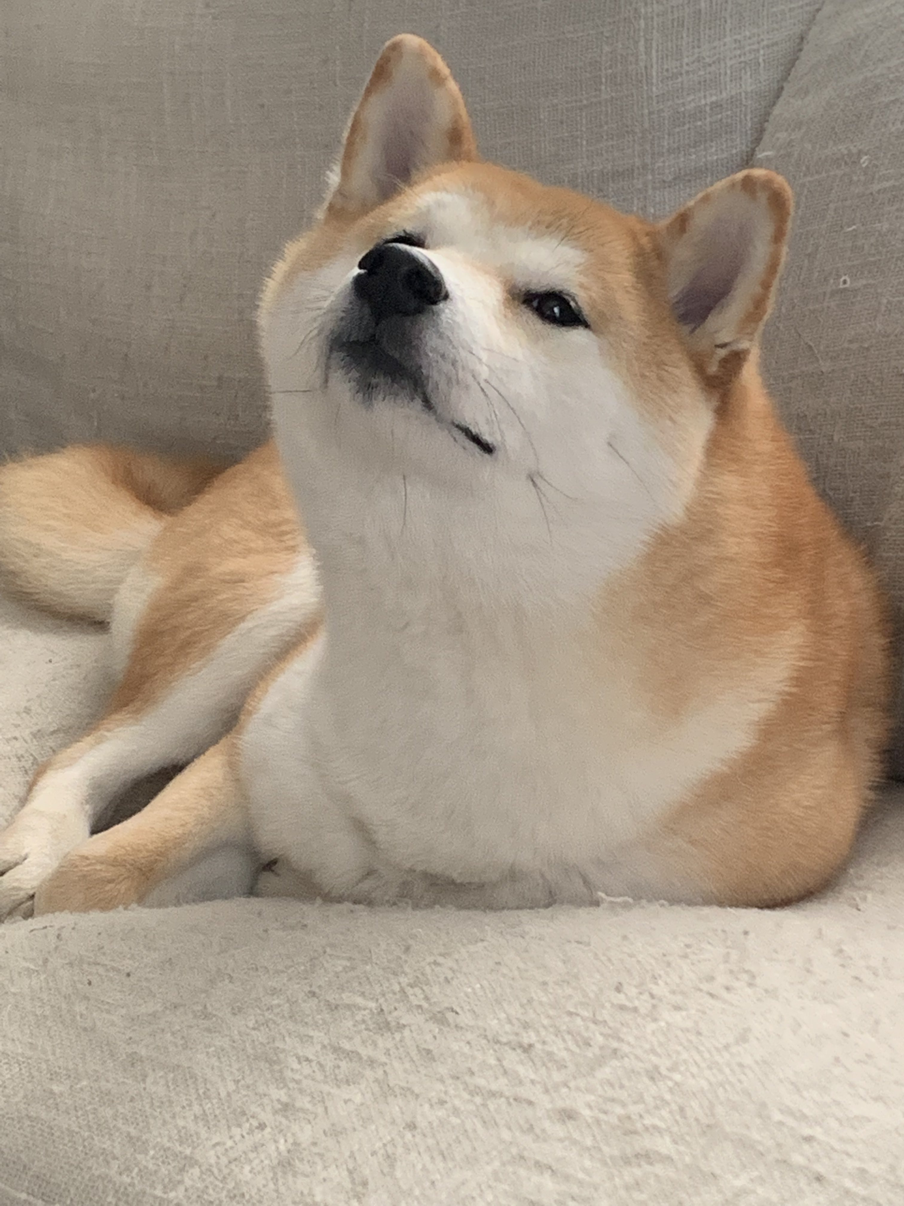 柴犬まる ルパン おはよう クンクンクン これは茹でたささみの匂いだワン 柴犬 T Co 7ubmchycdp Twitter