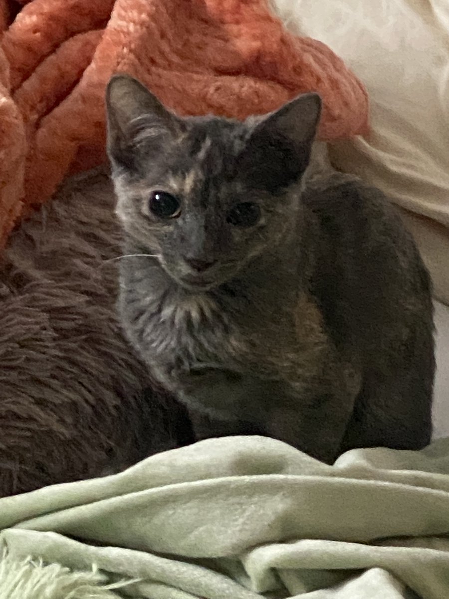 LokiAndFreya2's tweet photo. And of course, I made an image for Freya, too!! My spicy little cutie pie! ❤️ If you like hers, please #RT #retweet!! Thank You to all for your prayers and healing thoughts for my #SpecialNeedsKittens! 🙏
#KittensOfTwitter #CatsOfTwitter #RussianBlueCats #Cats https://t.co/E8e6xKhmLw