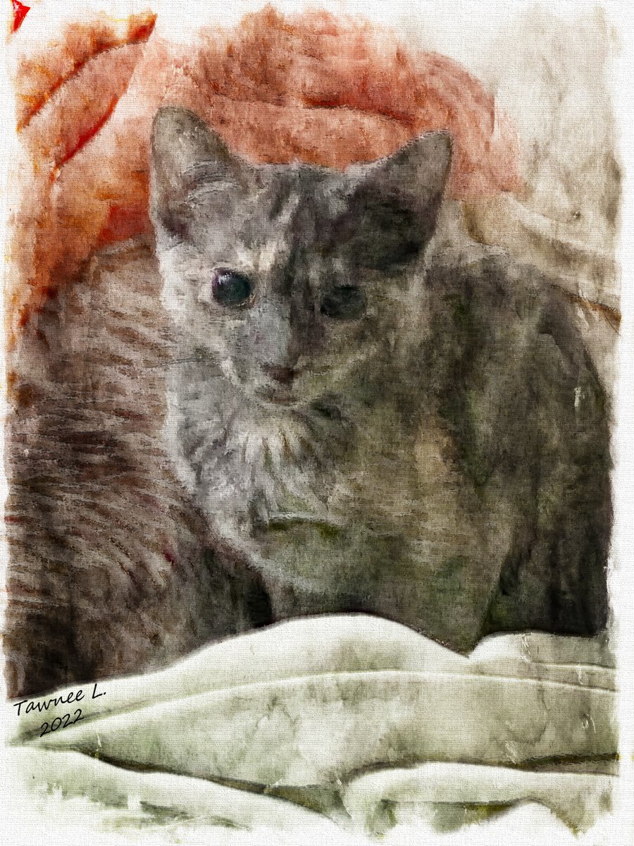 LokiAndFreya2's tweet photo. And of course, I made an image for Freya, too!! My spicy little cutie pie! ❤️ If you like hers, please #RT #retweet!! Thank You to all for your prayers and healing thoughts for my #SpecialNeedsKittens! 🙏
#KittensOfTwitter #CatsOfTwitter #RussianBlueCats #Cats https://t.co/E8e6xKhmLw