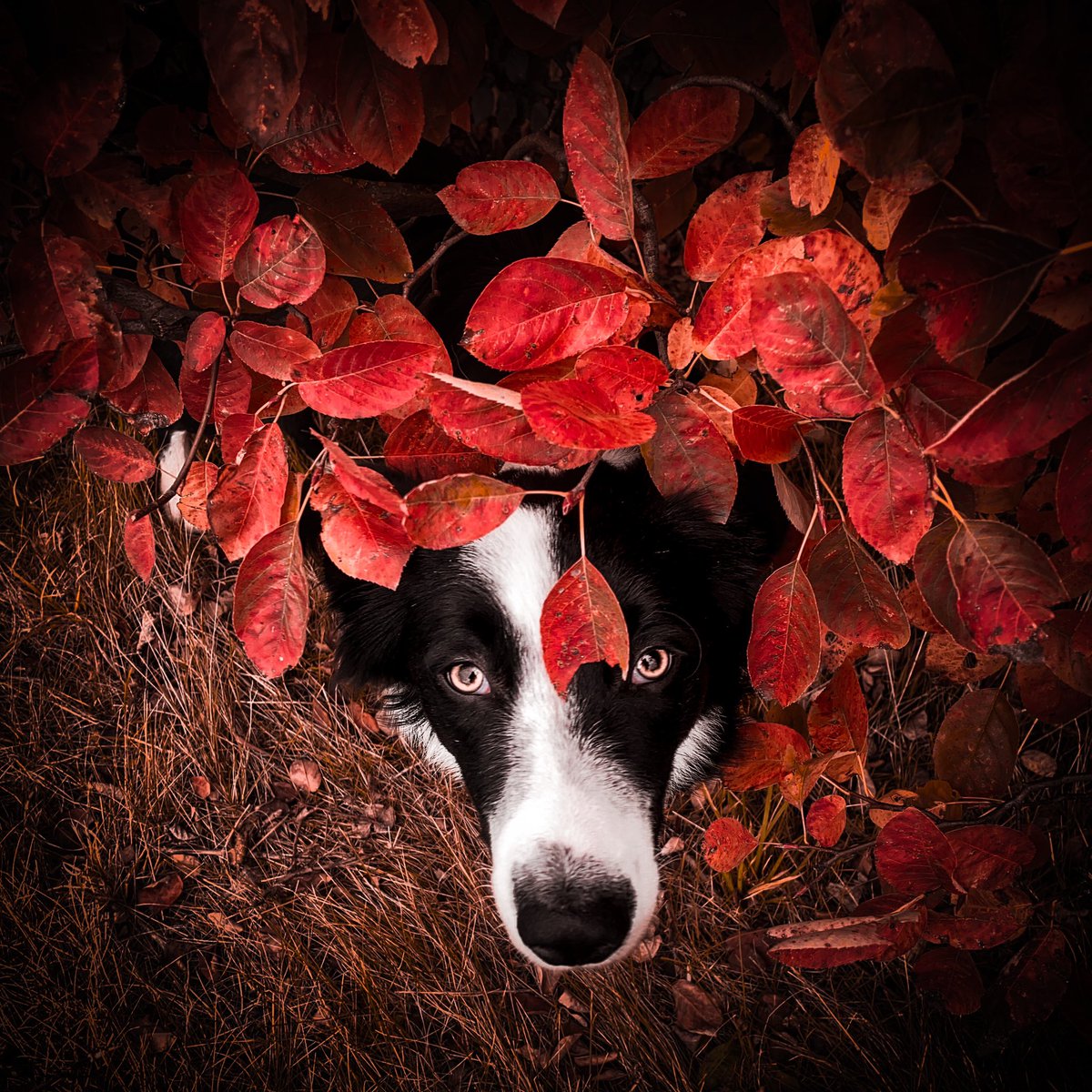 CaniX Sugar tweet media