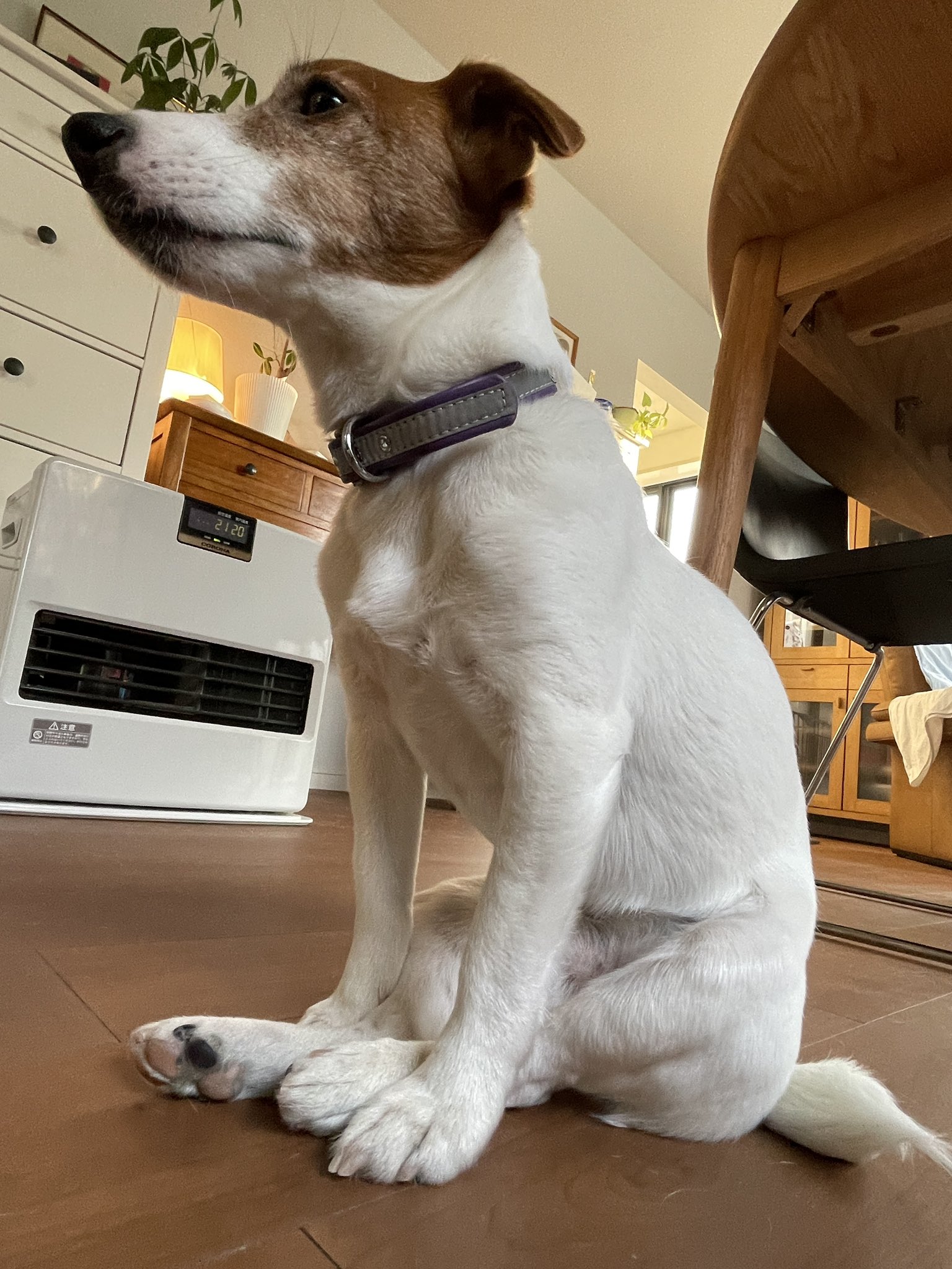 2dogs ストーブを移動すると犬も移動 ジャックラッセルテリア Jrt いぬのいる暮らし 犬のいる暮らし T Co 7kws78uvjx Twitter